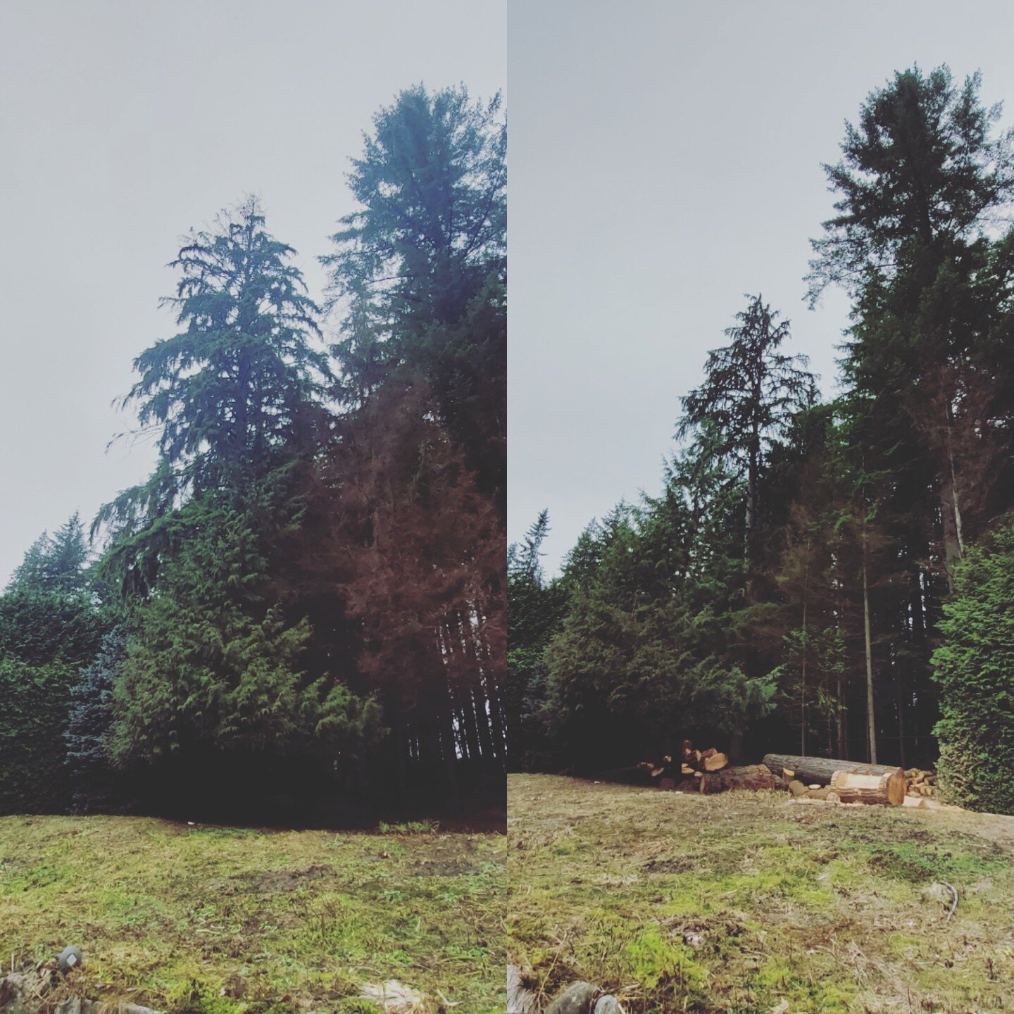 100ft Hemlock Tree Removal service recently completed for a client in Anmore BC along with 5 smaller trees in the same area of the clients property.