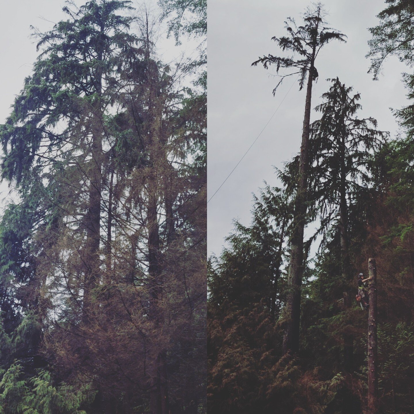 100ft Hemlock tree removal service for a customer in Anmore