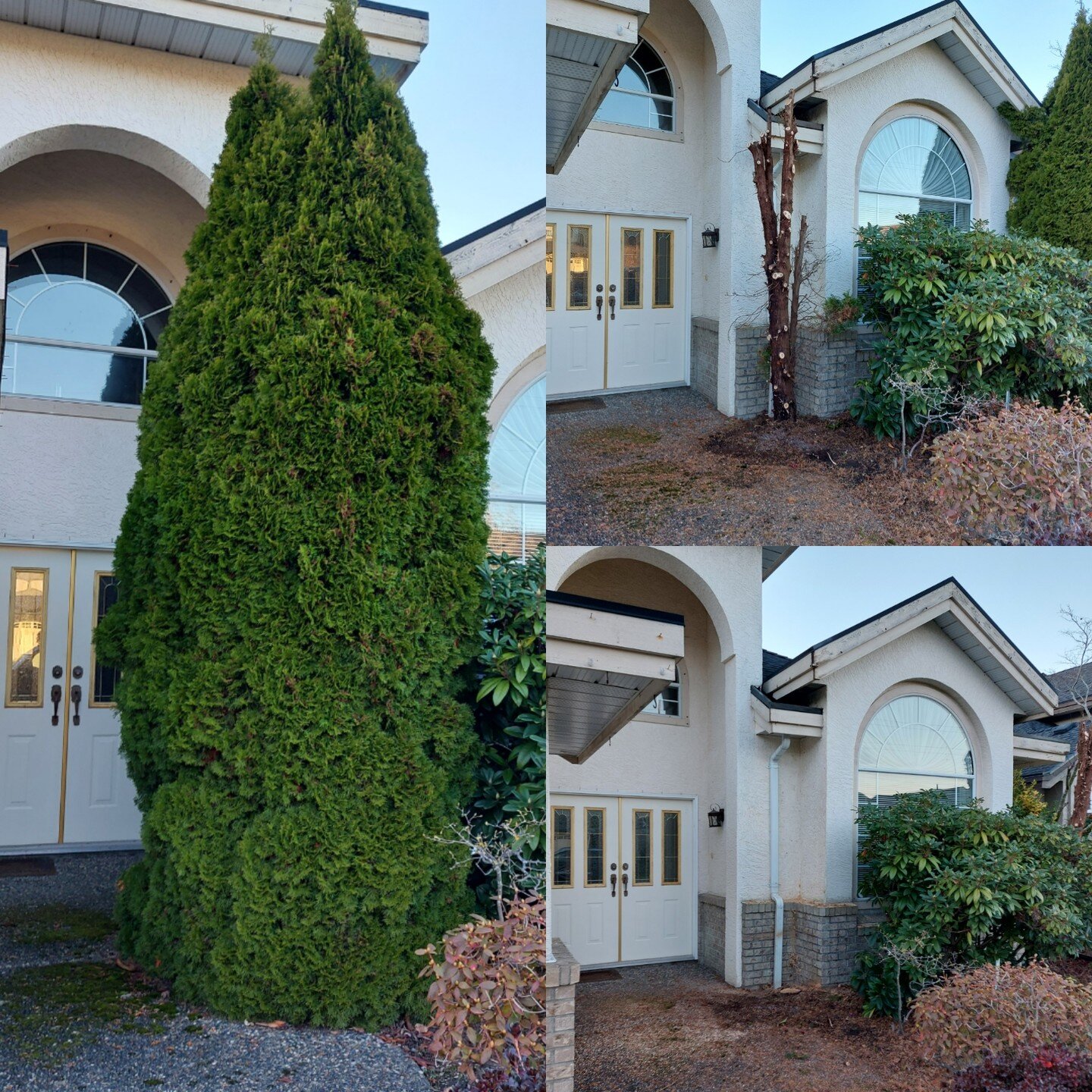 Client requested removal of 2 overgrown decorative trees