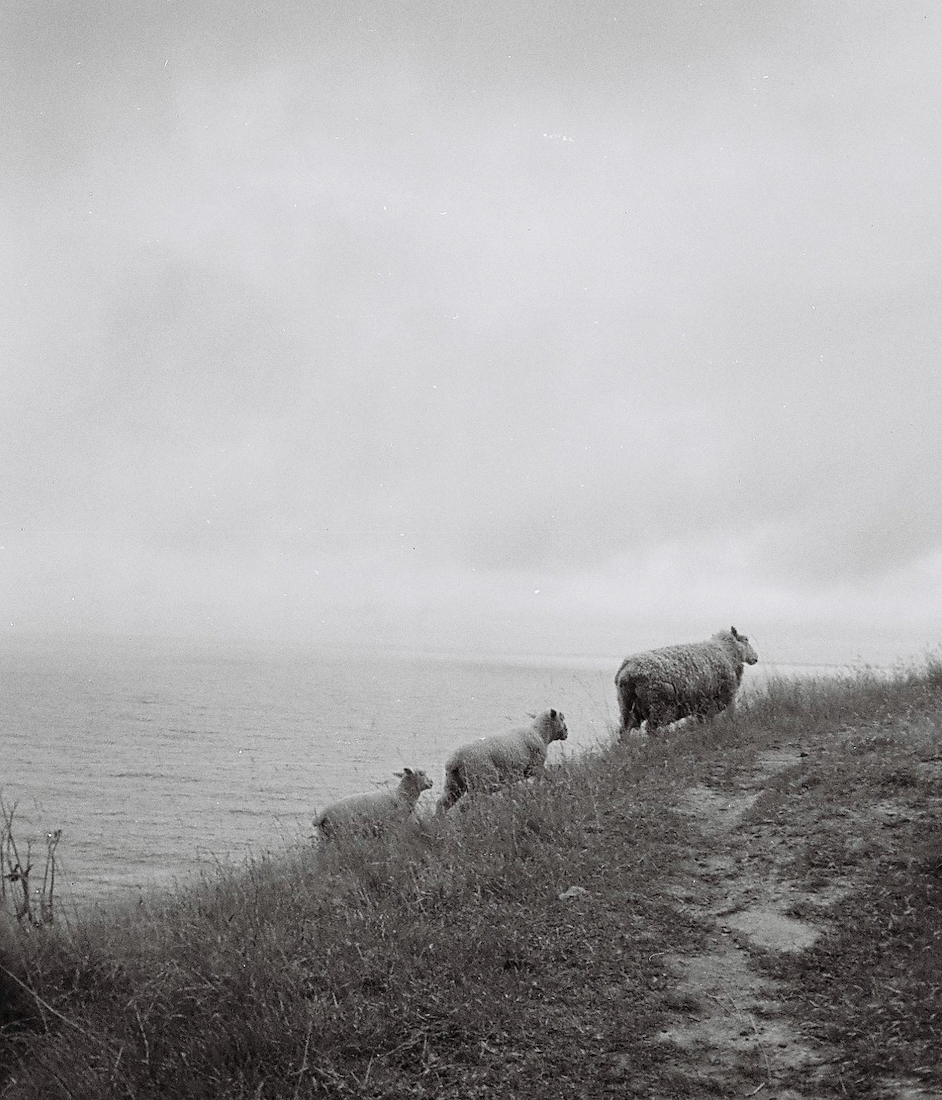 she used to steal horses