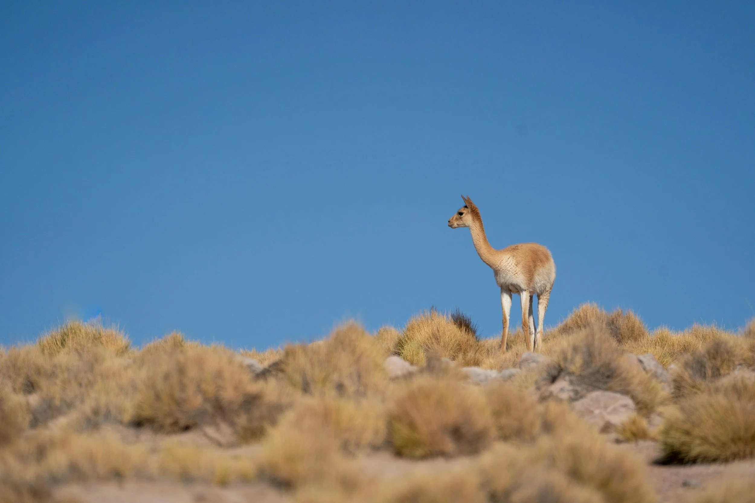Vicuña: Inside Loro Piana’s Most Restricted Fabric