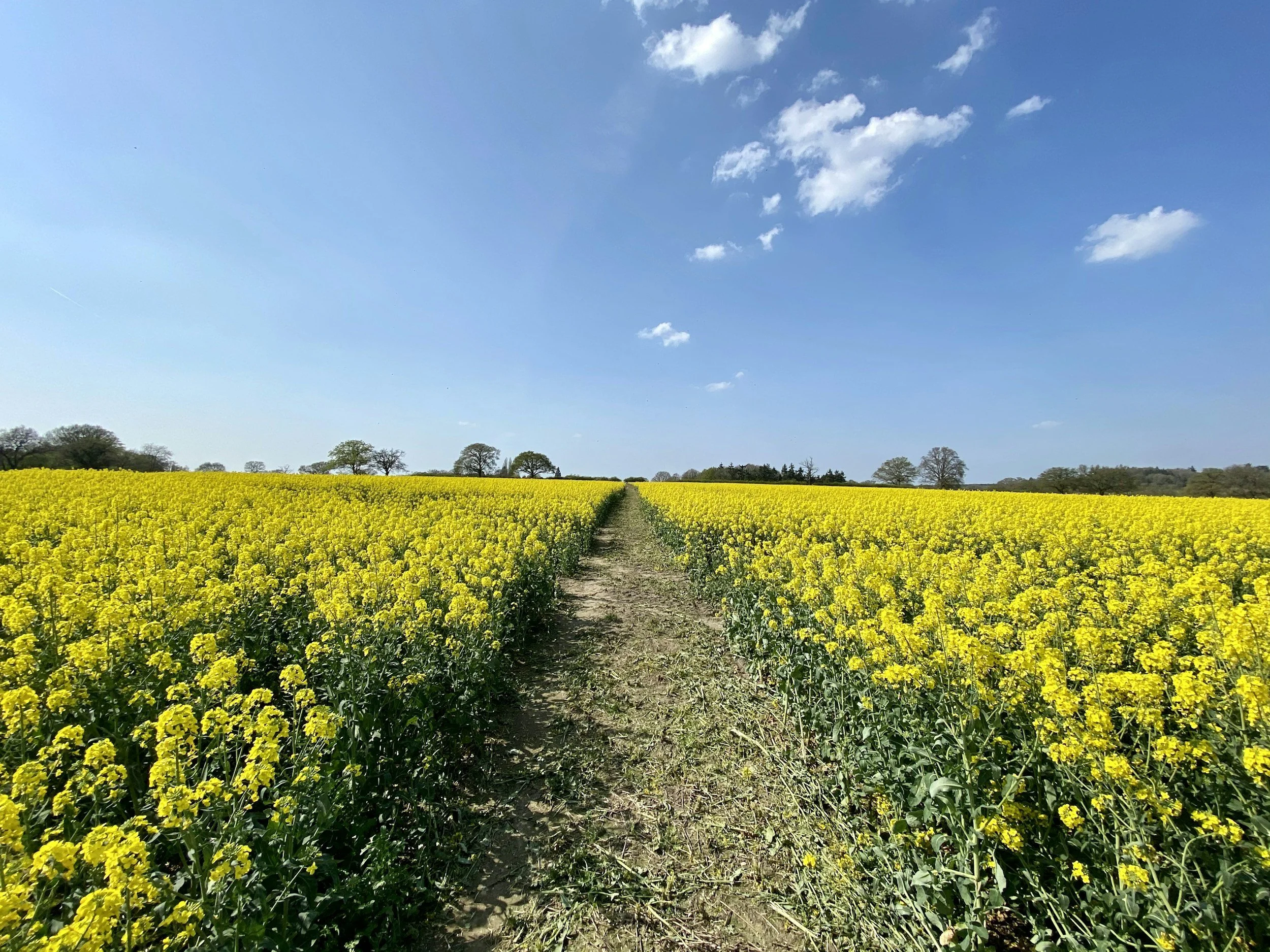 Mustard field in bloom