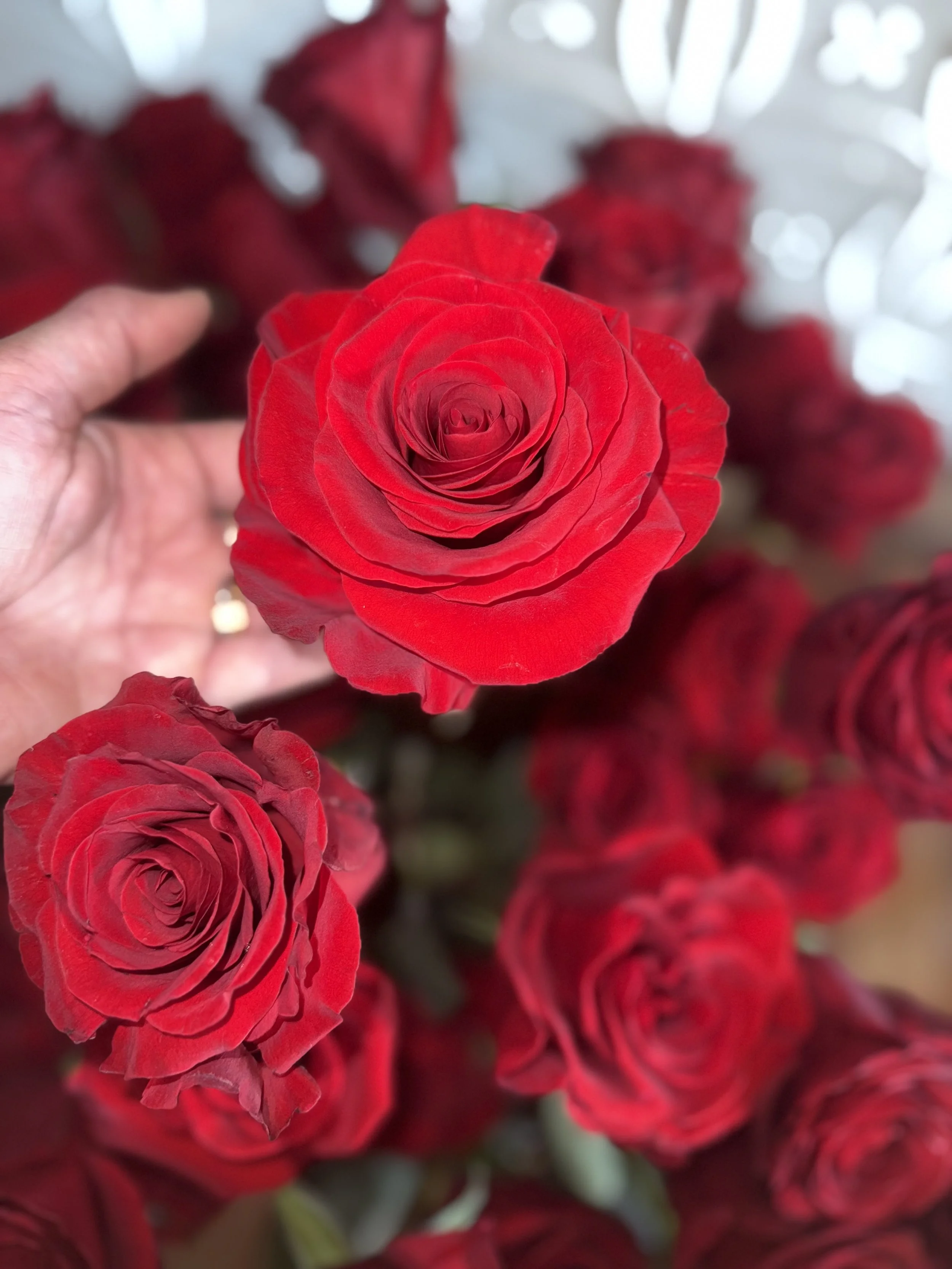 Valentines Simply Roses ~ 1 /2 Dozen Roses with Greenery