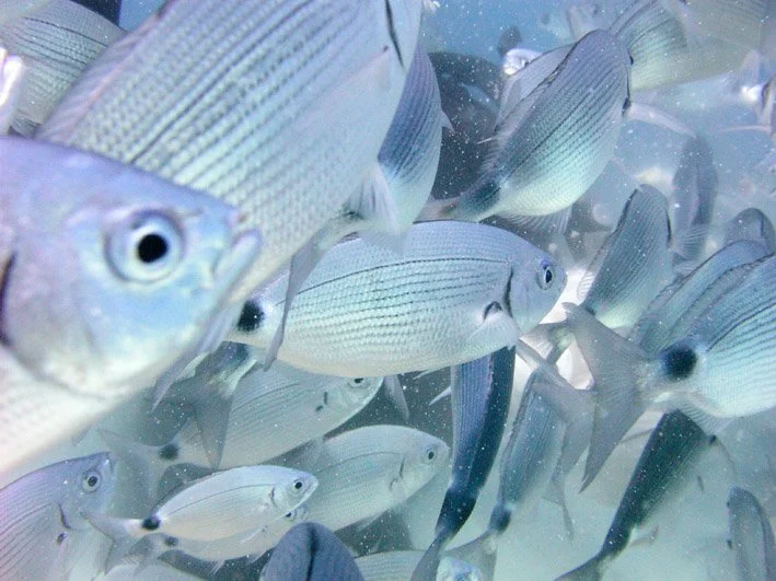 Gozo’s Top Dive Sites: Comino Caves (Santa Marija Caves) — Blue Waters ...