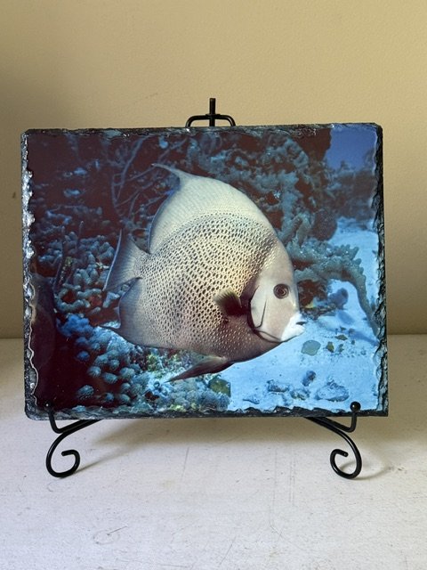 Angel Fish Slate Tile 8 x 10