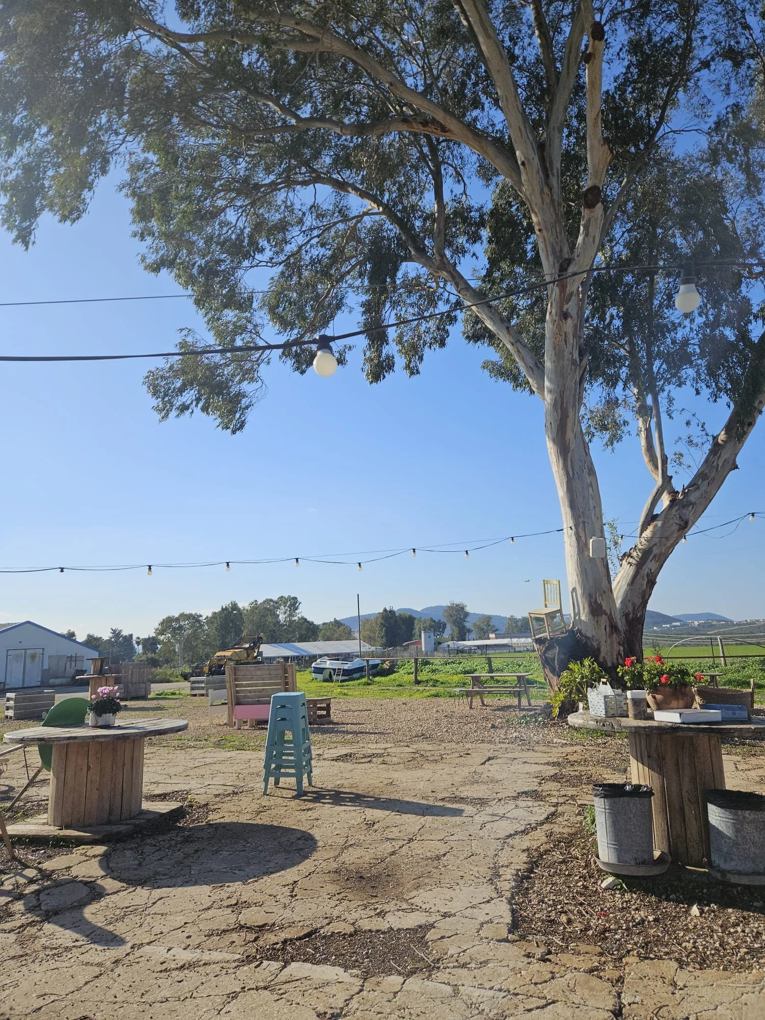 Moishe tables and tree.jpeg