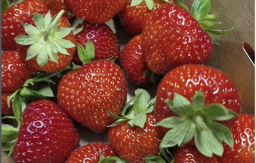 Jordnært - Jordb'r fra Kjell Magen Larsen