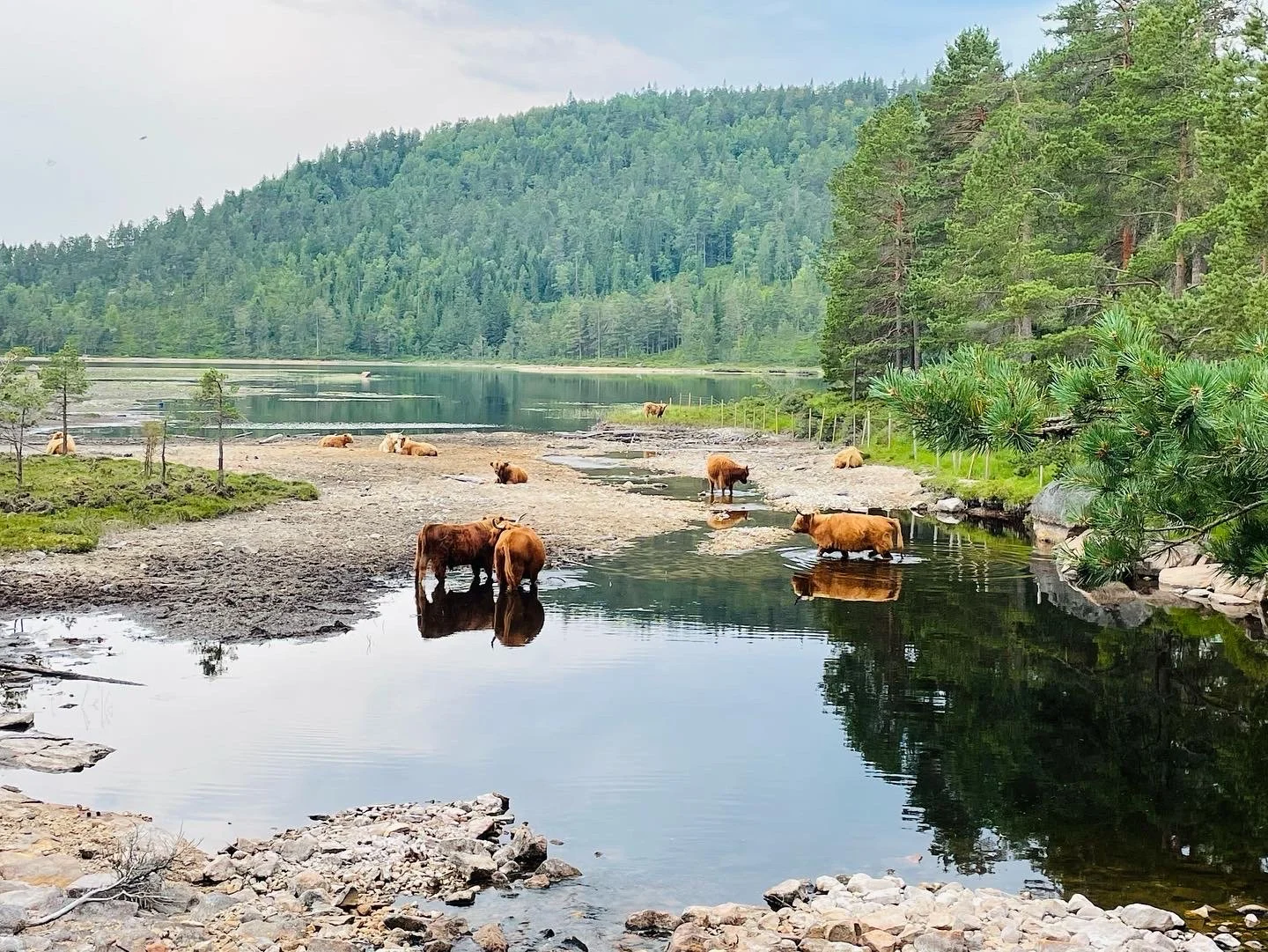 Jordnært - Skåre Gård driver økologisk med 100% gressforet kjøtt av høylandsfe,, sau, gris og frittgående høns. Liten gårdsbutikk & REKO. Utleie av svevetelt i villmarka.