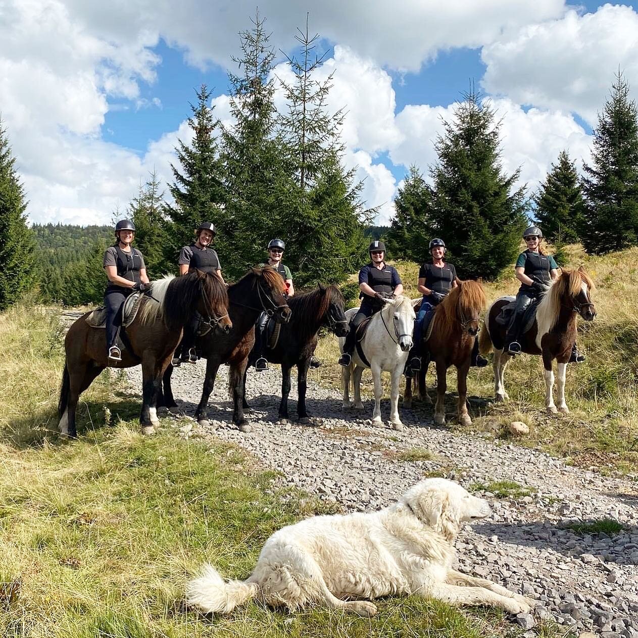 We are happy to share the trails with riders from Norway and the Netherlands! 🥰 

#islandpferd #islandpferde #icelandichorse #icelandichorses #icelandichorsesofinstagram #horsebackriding #horse #horselover #horsebackrider #transylvania #romania #har