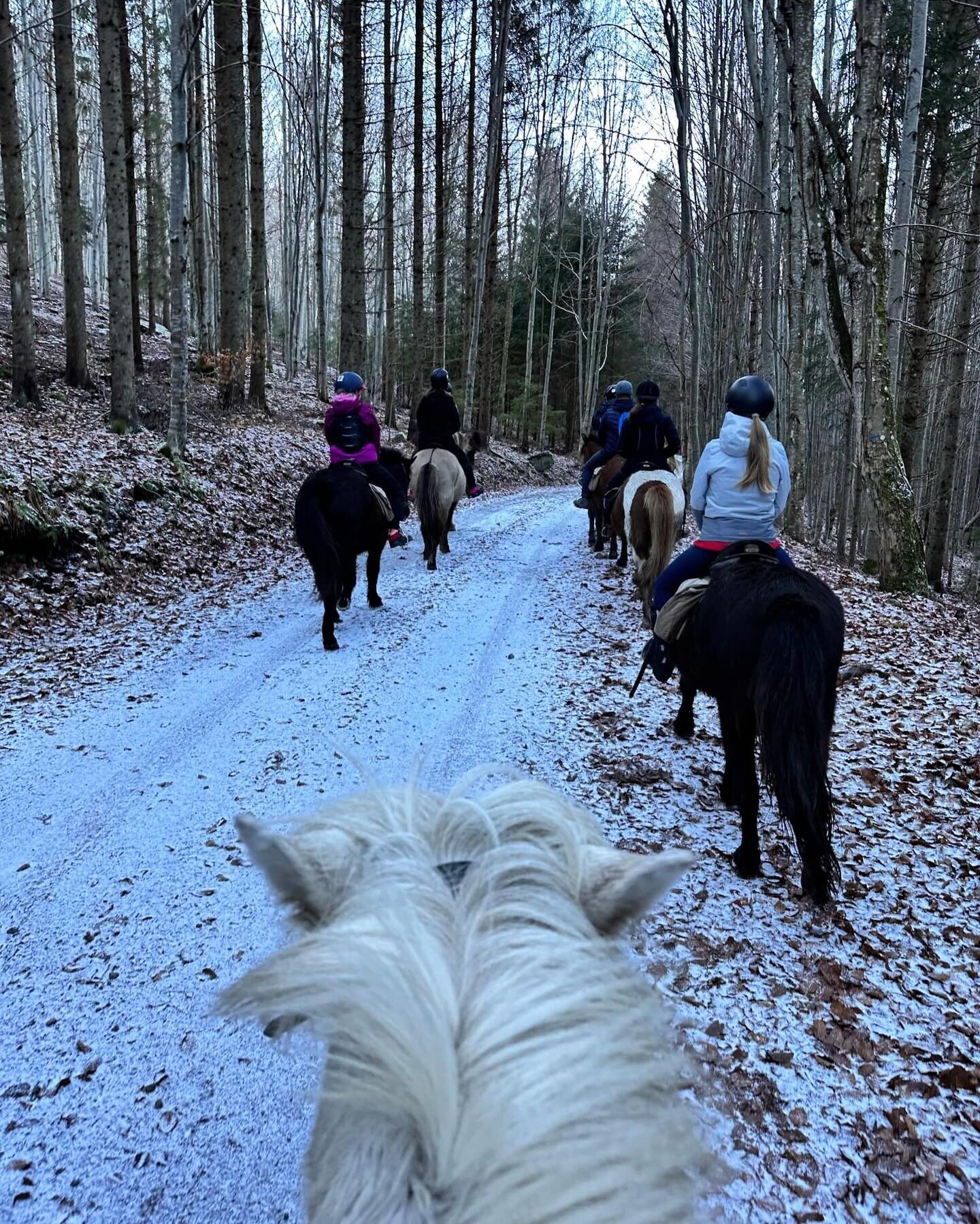 The view is always better from a horseback 🥰

#icelandichorse #icelandichorses #icelandichorsesofinstagram #islandpferd #islandpferde #horsebackriding #horsebackrider #transylvania #harghita #harghitacounty
