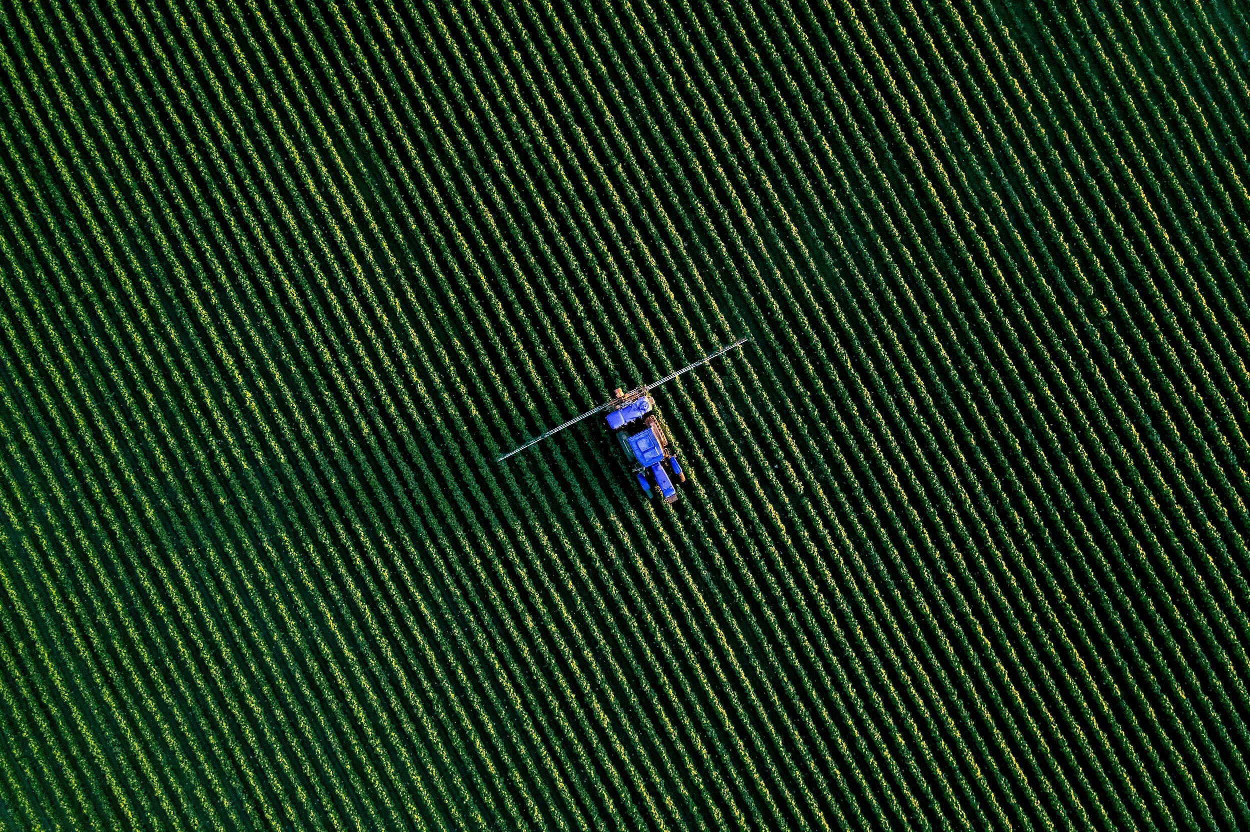 Aerial view of a green field with evenly spaced crop rows and a blue tractor spraying the crops.