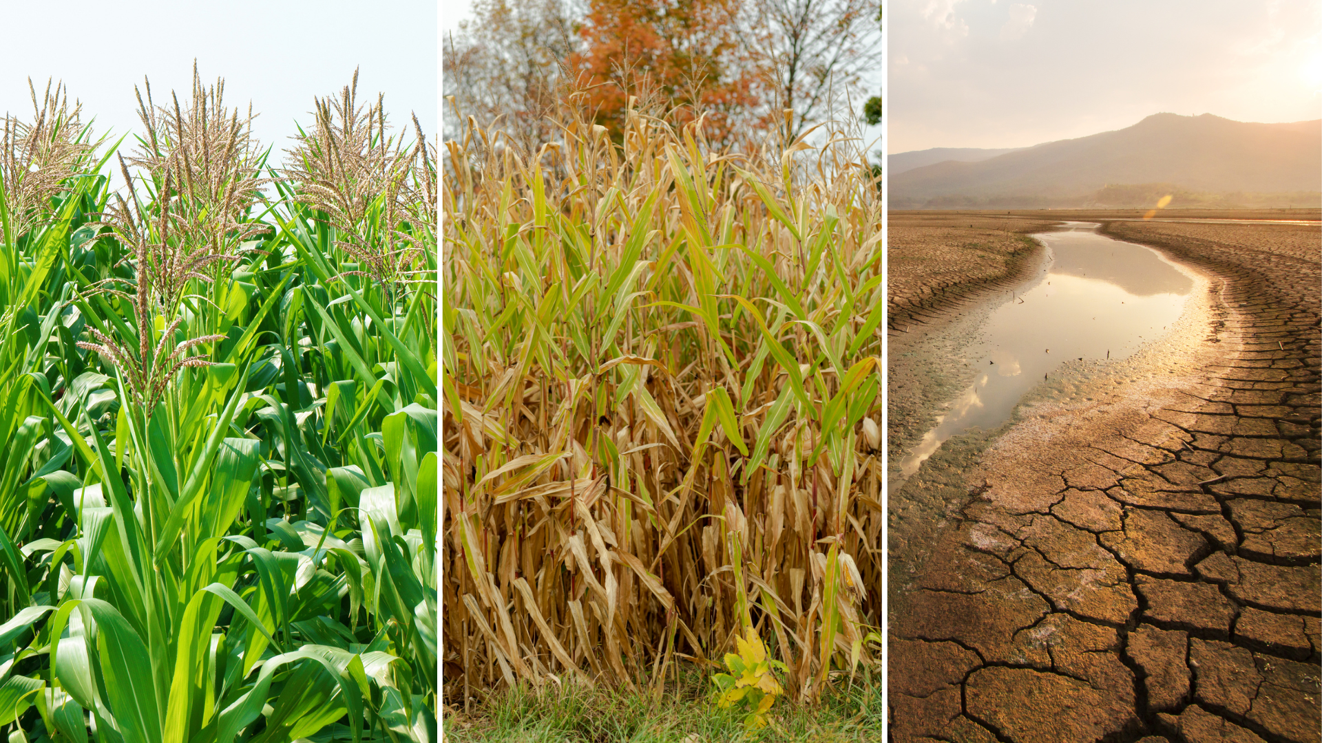 Farming for the Future: Ensuring Food Security During Climate ...