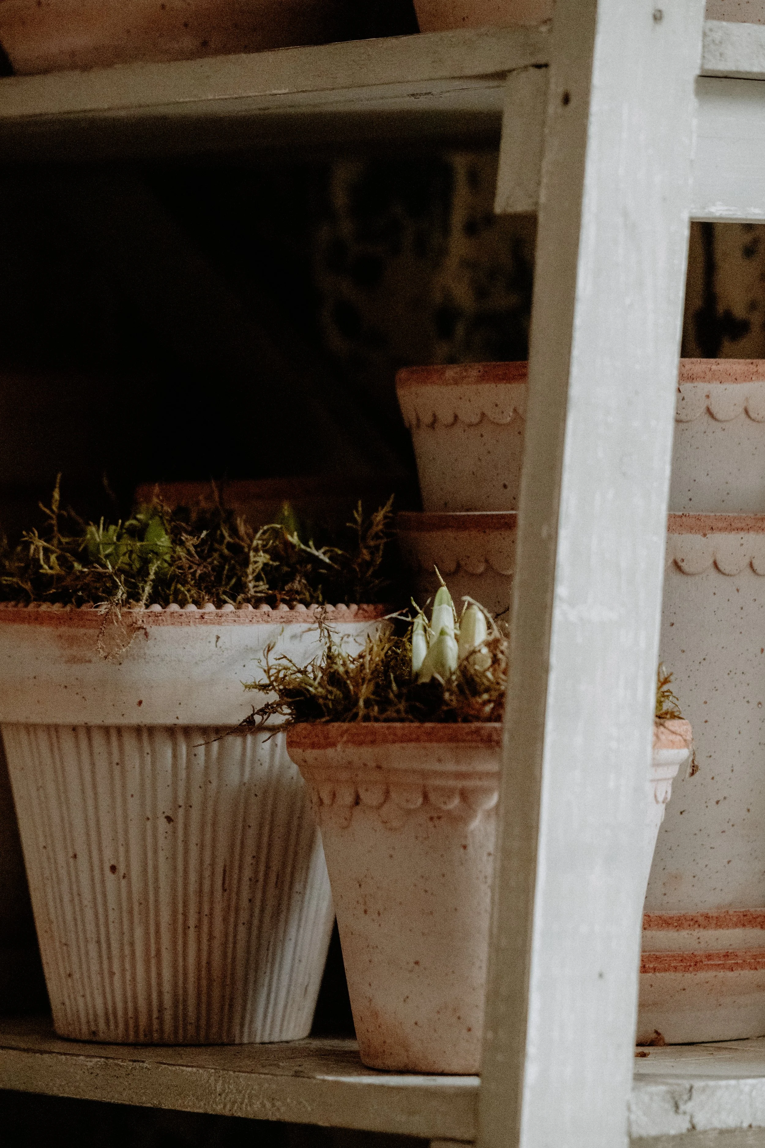 MSD - GG The Potting Shed Spring 26-3.jpg