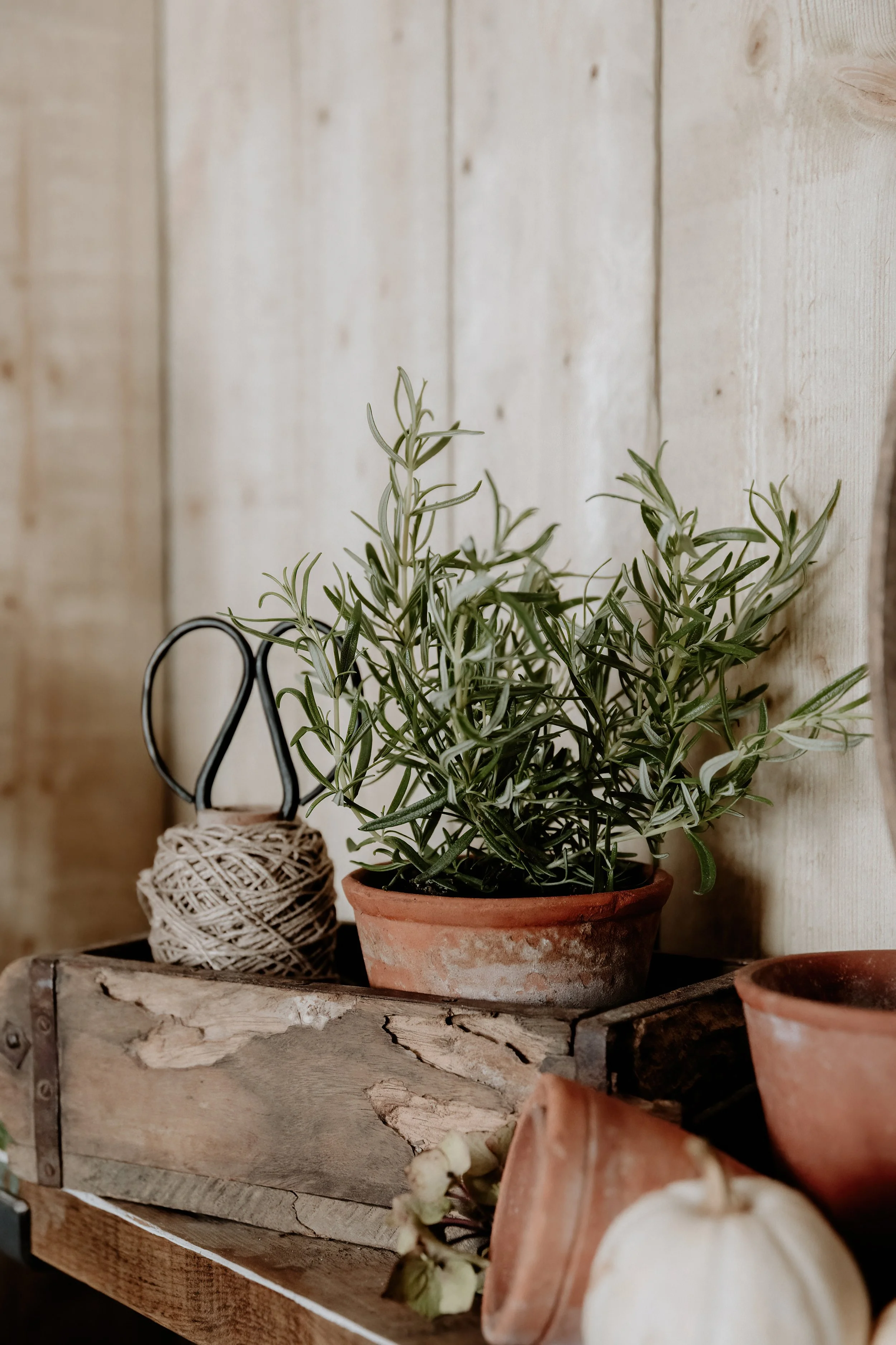 MSD - GG Autumn Potting Shed 25-21.jpg