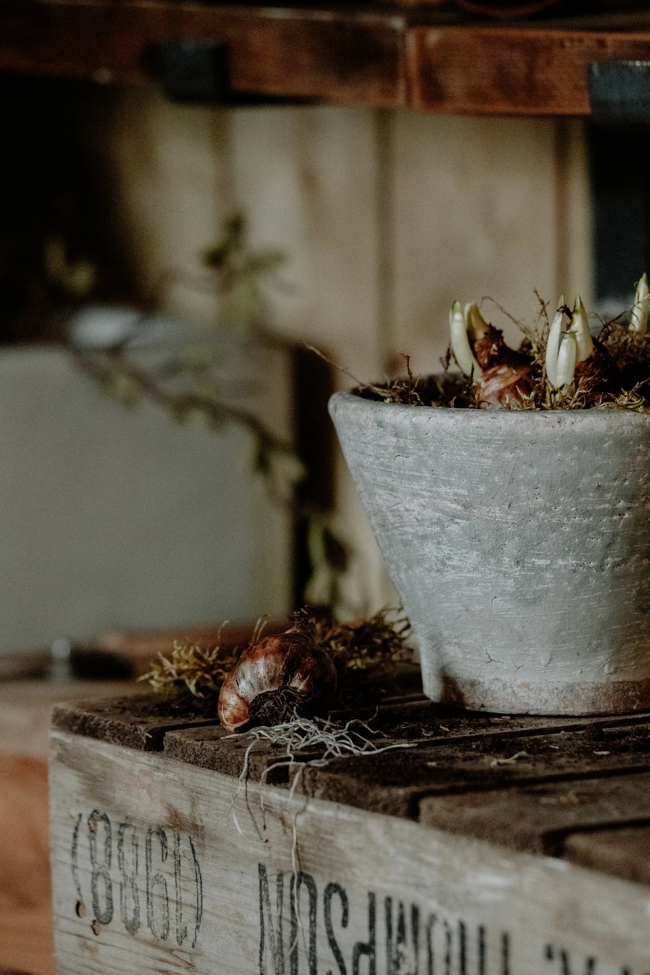 MSD - GG The Potting Shed Spring 26-16.jpg