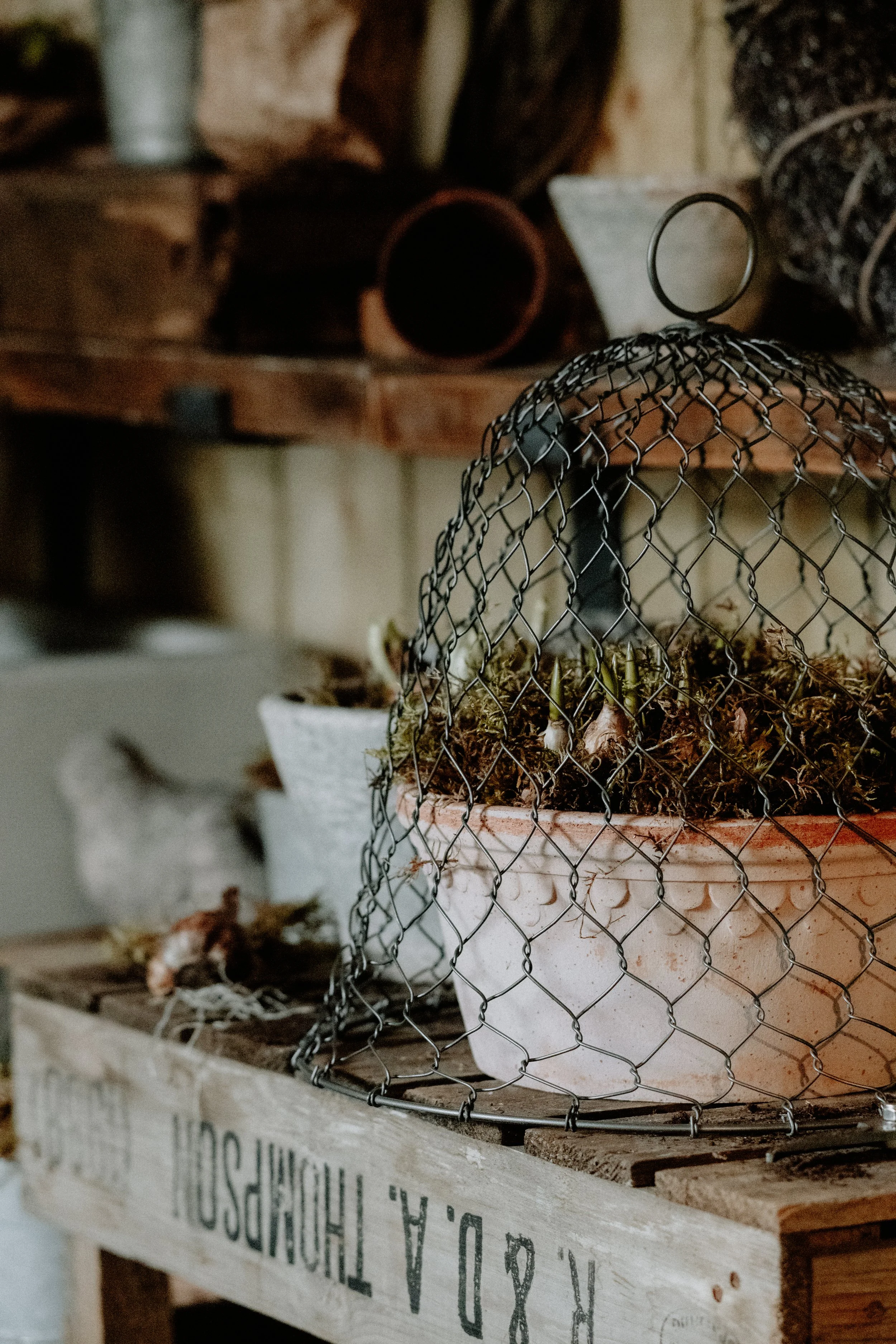 MSD - GG The Potting Shed Spring 26-13.jpg