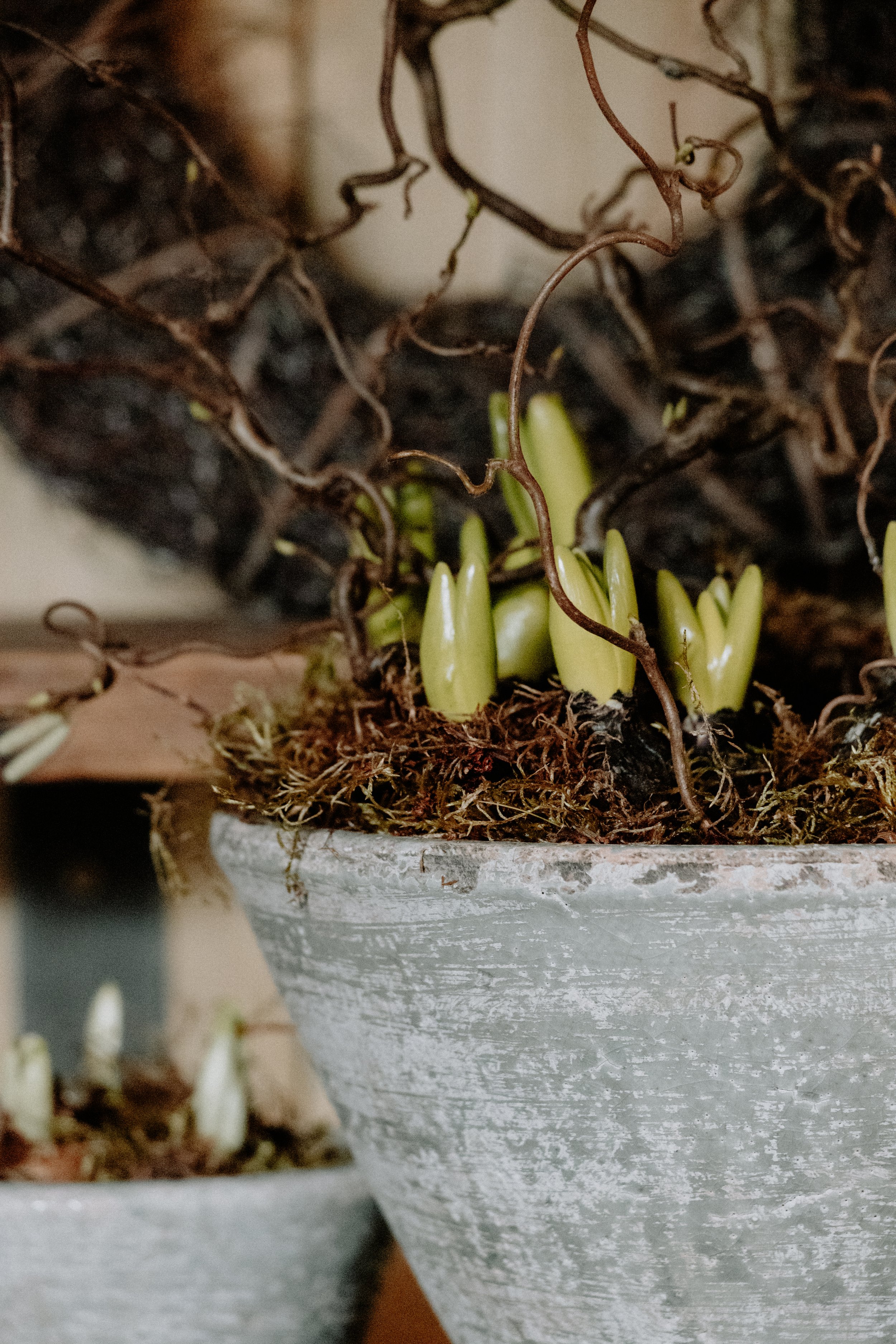 MSD - GG The Potting Shed Spring 26-12.jpg