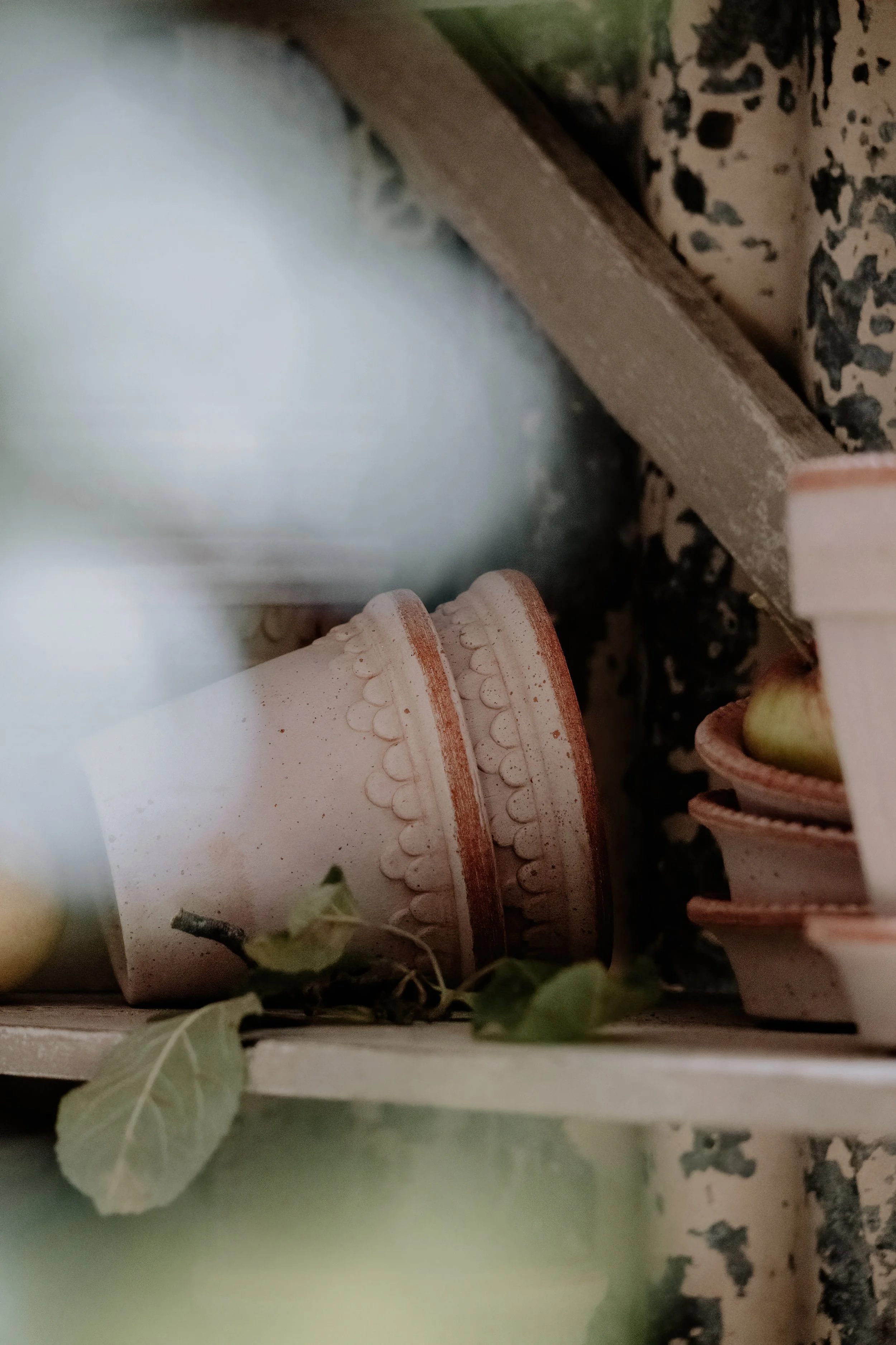 MSD - GG Autumn Potting Shed 25-6.jpg
