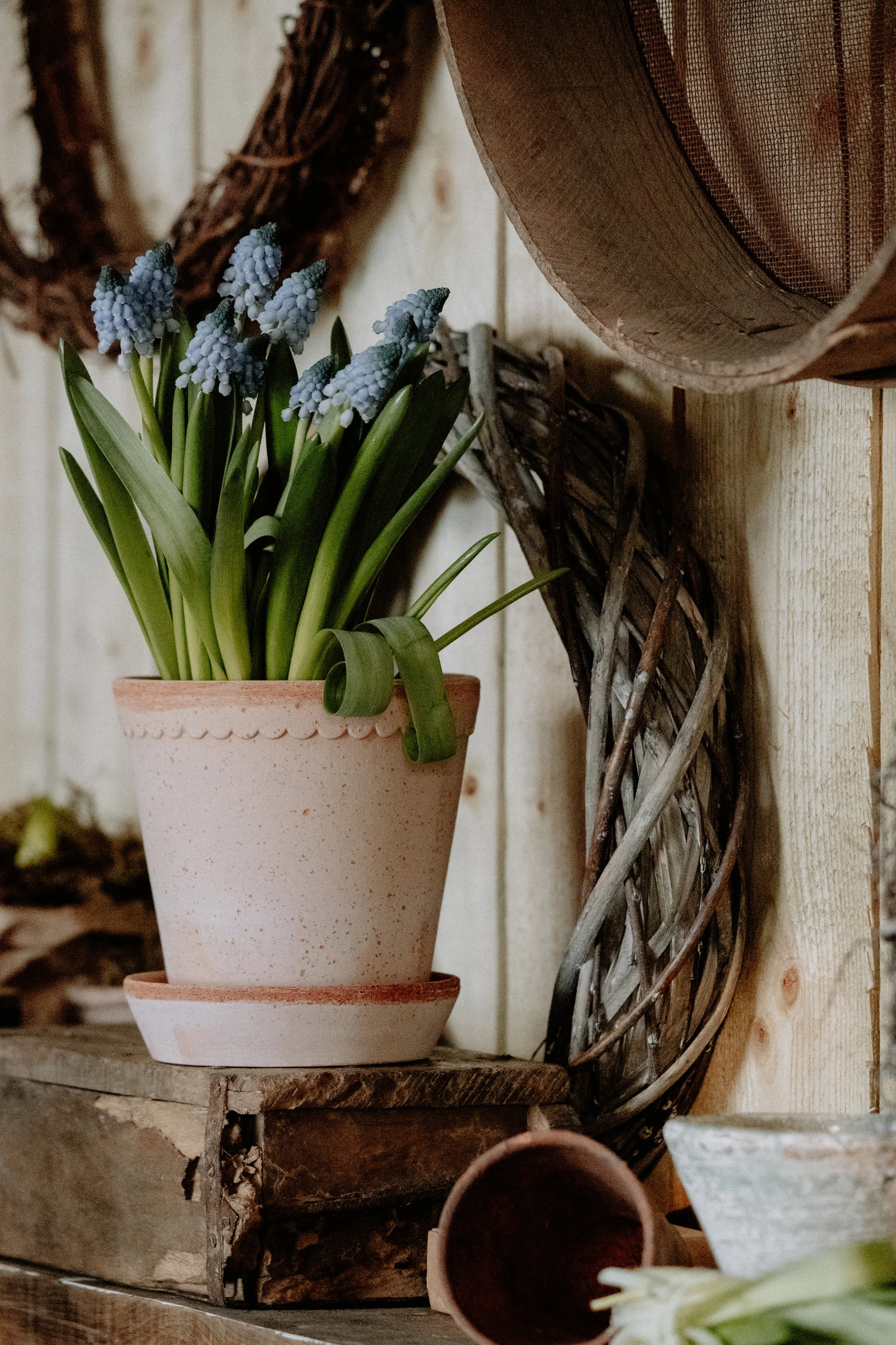 MSD - GG The Potting Shed Spring 26-20.jpg