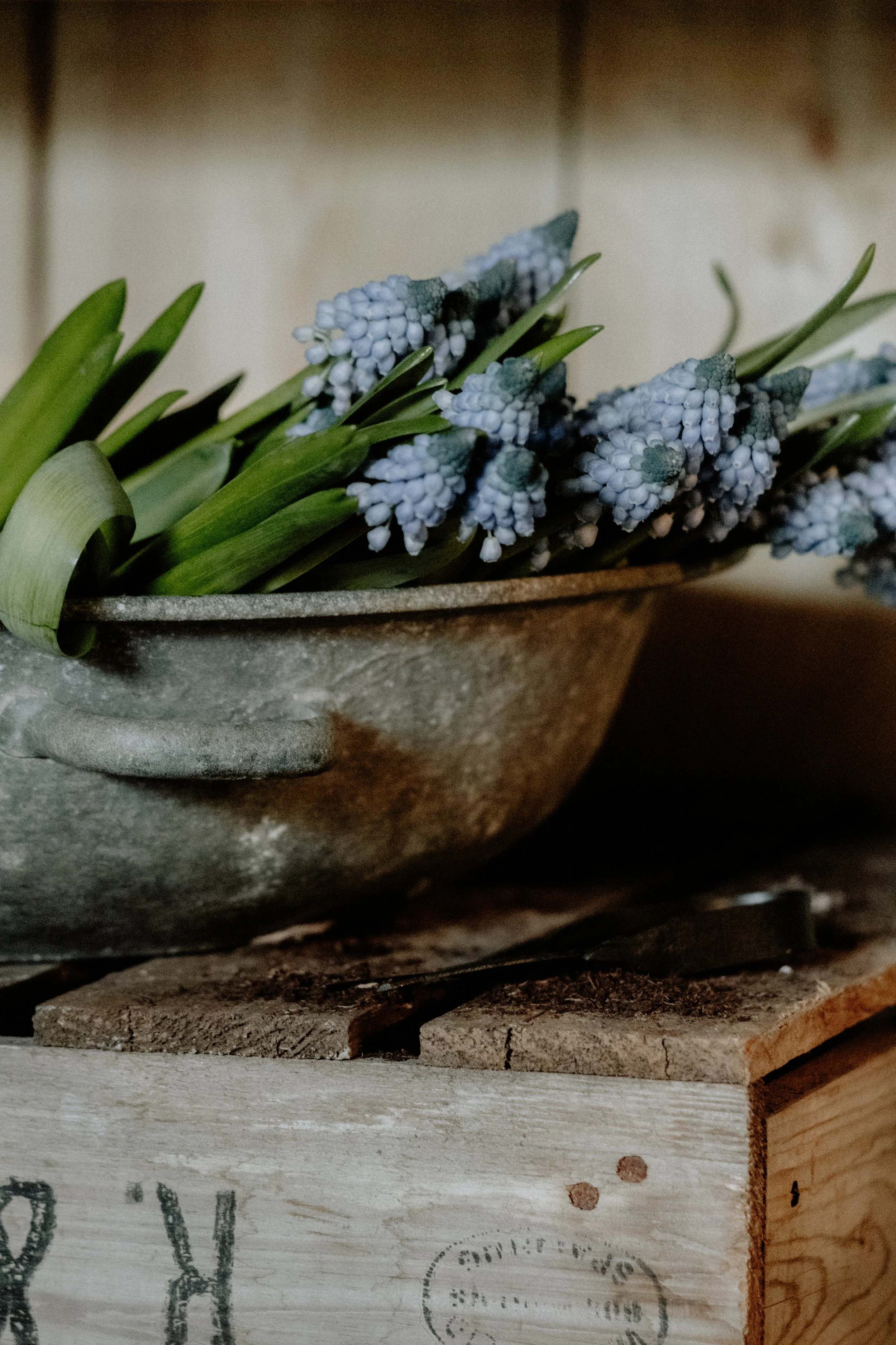 MSD - GG The Potting Shed Spring 26-21.jpg