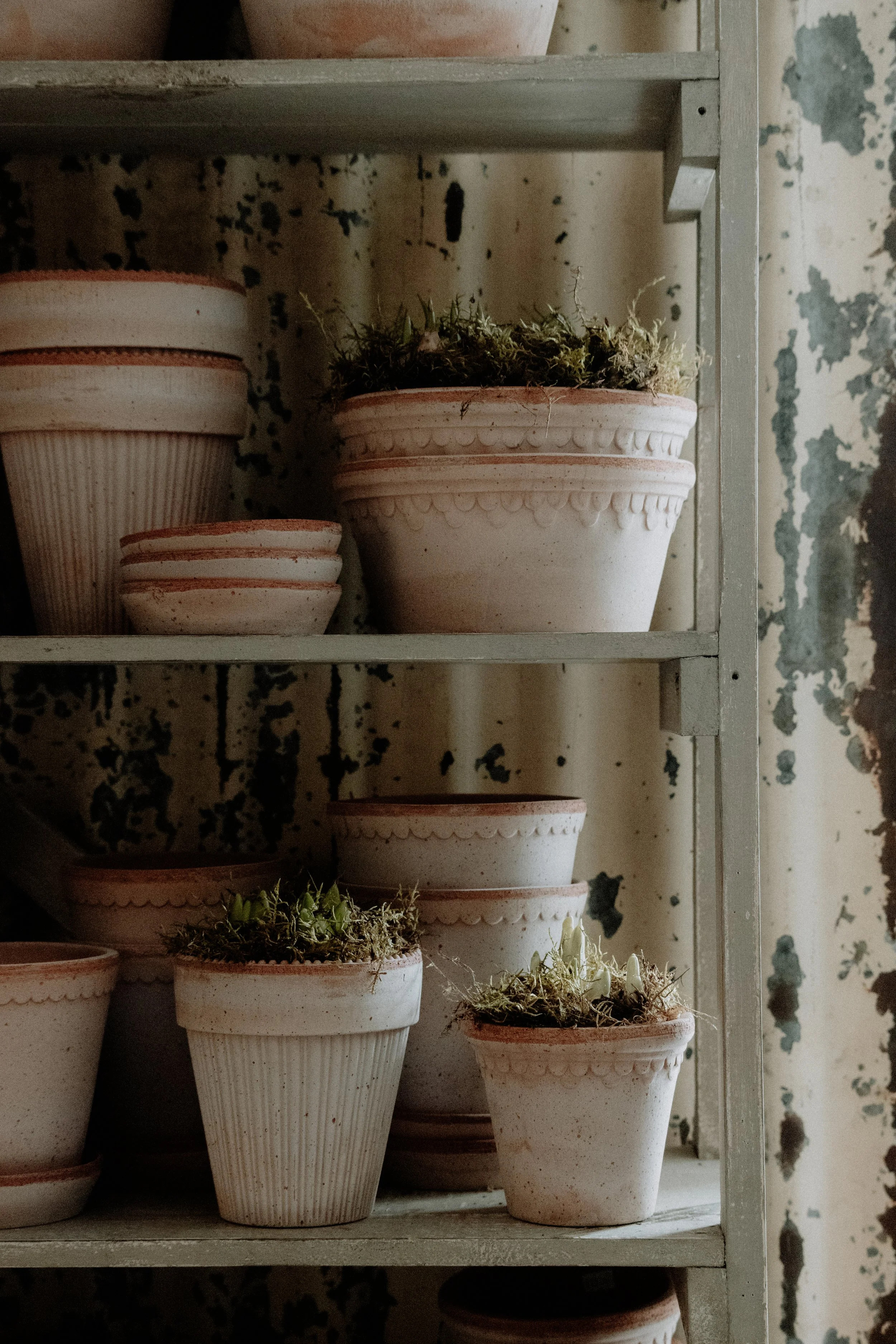 MSD - GG The Potting Shed Spring 26-2.jpg