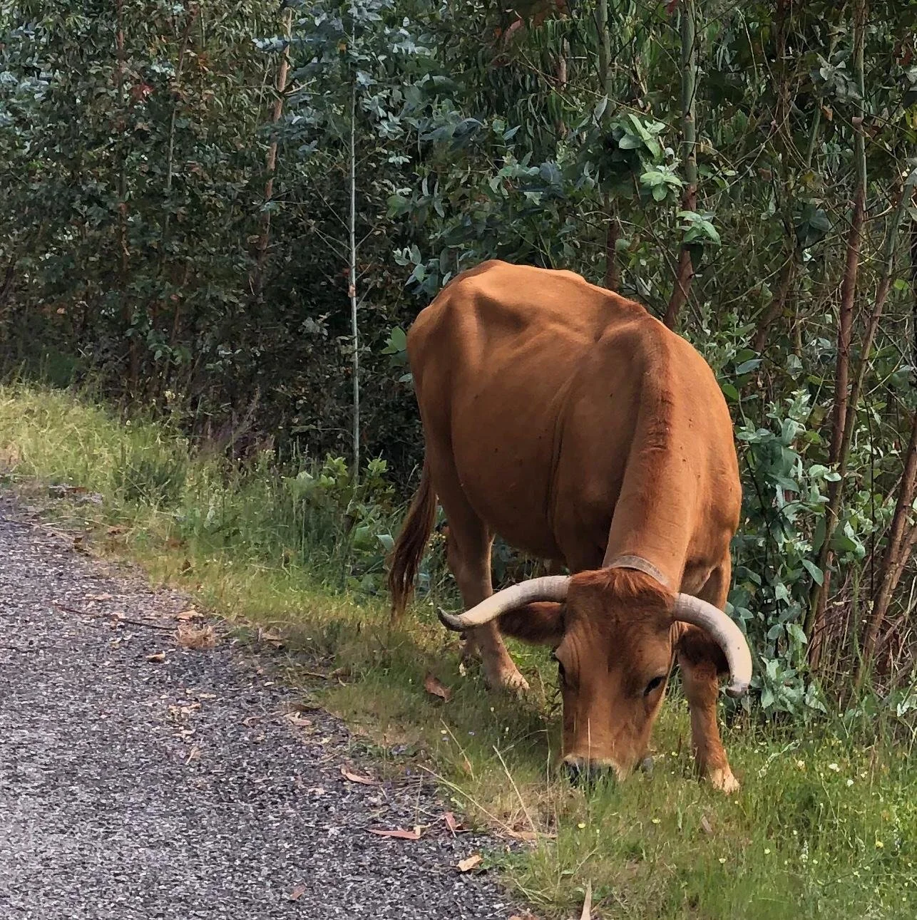 WhatsApp Image 2020-06-17 at 14.03.35.jpeg