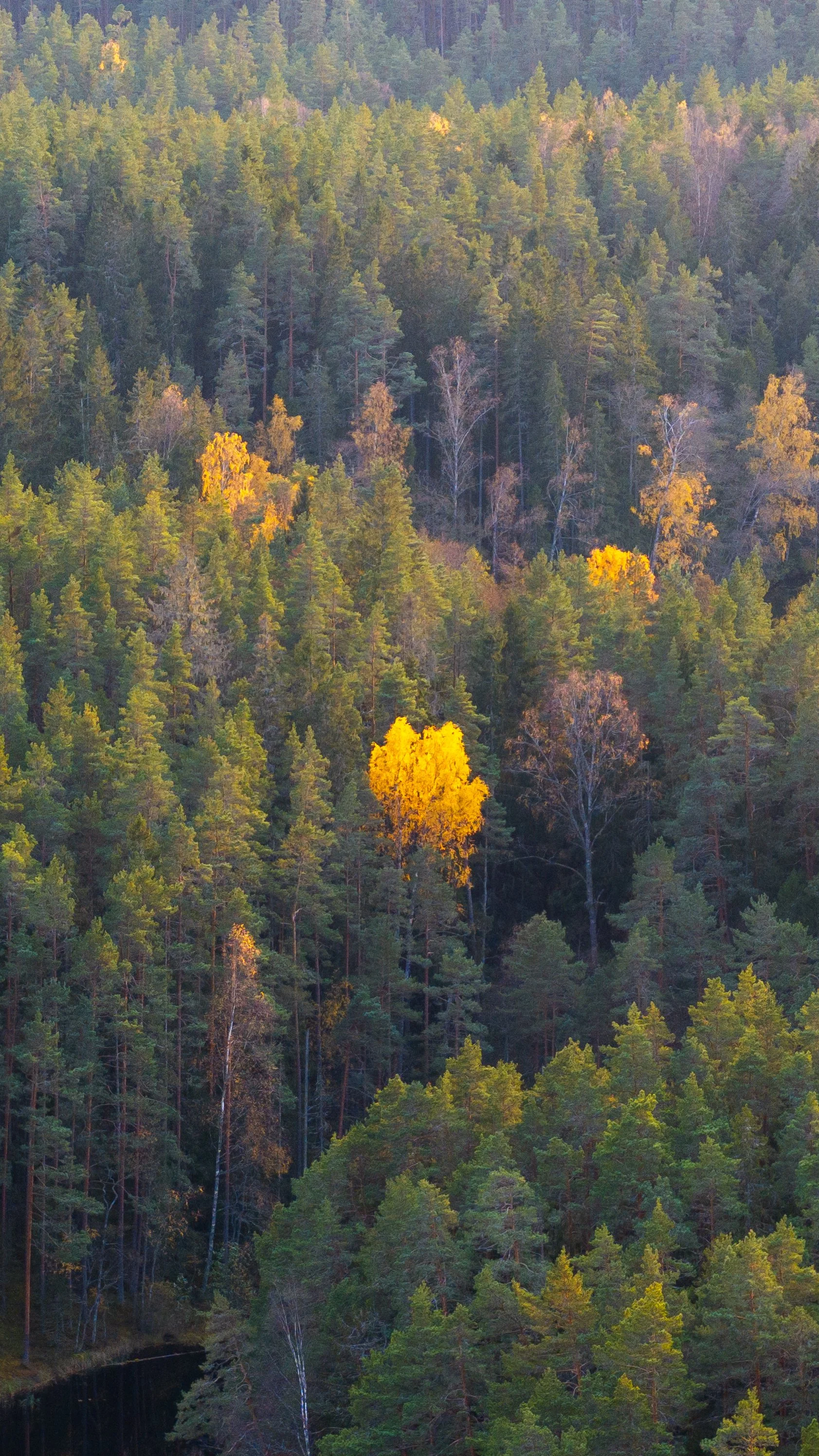 droonifoto-foto-liis-reiman (13 of 56).jpg