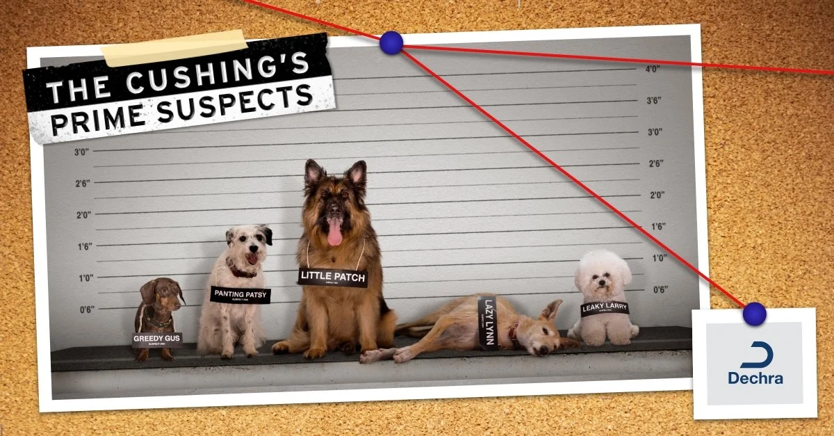 29397_Vetoryl_Facebook_Intro-Video_POST 1.jpg