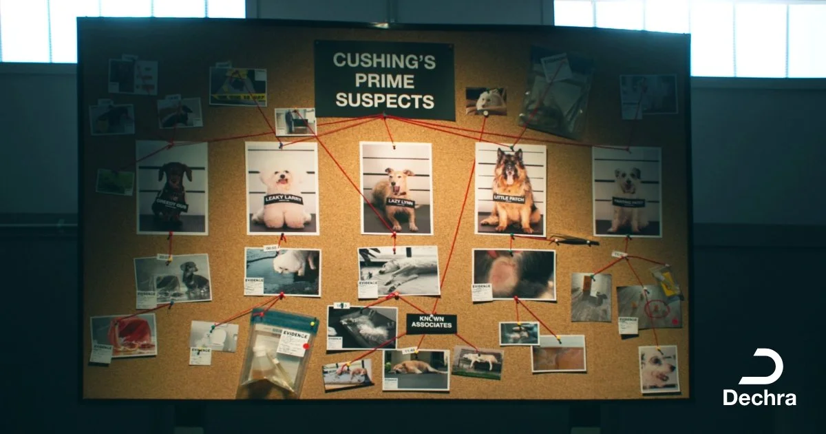 29397_Vetoryl_Facebook_Intro-Video_POST 2.jpg