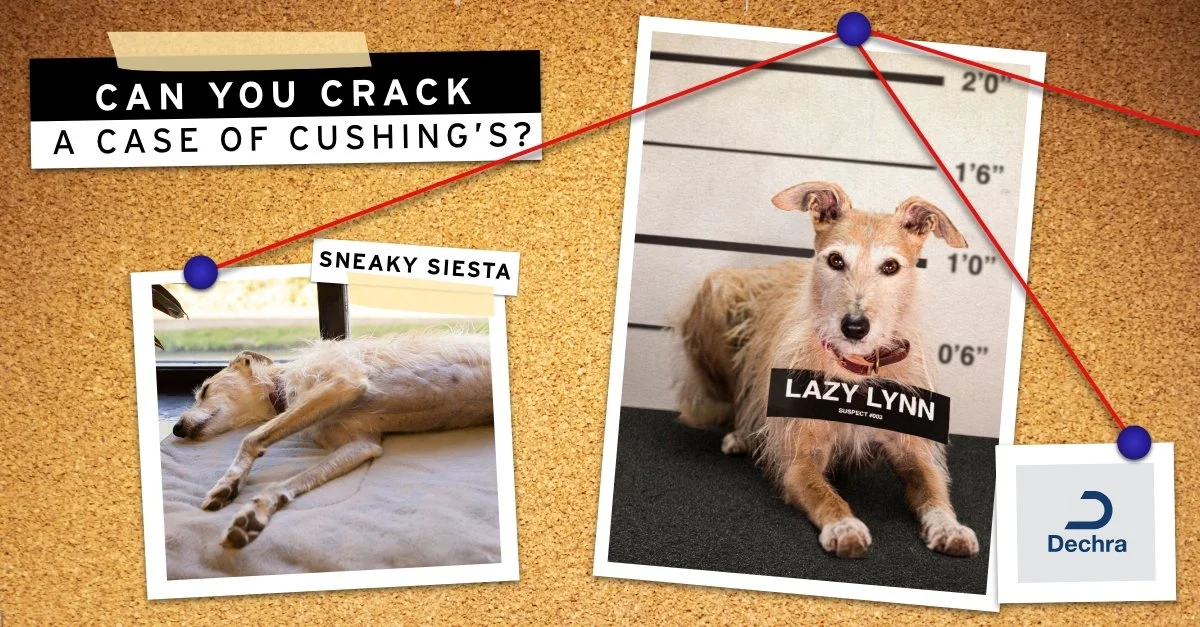 29397_Vetoryl_Facebook_Lazy-Lynn_POST 1.jpg