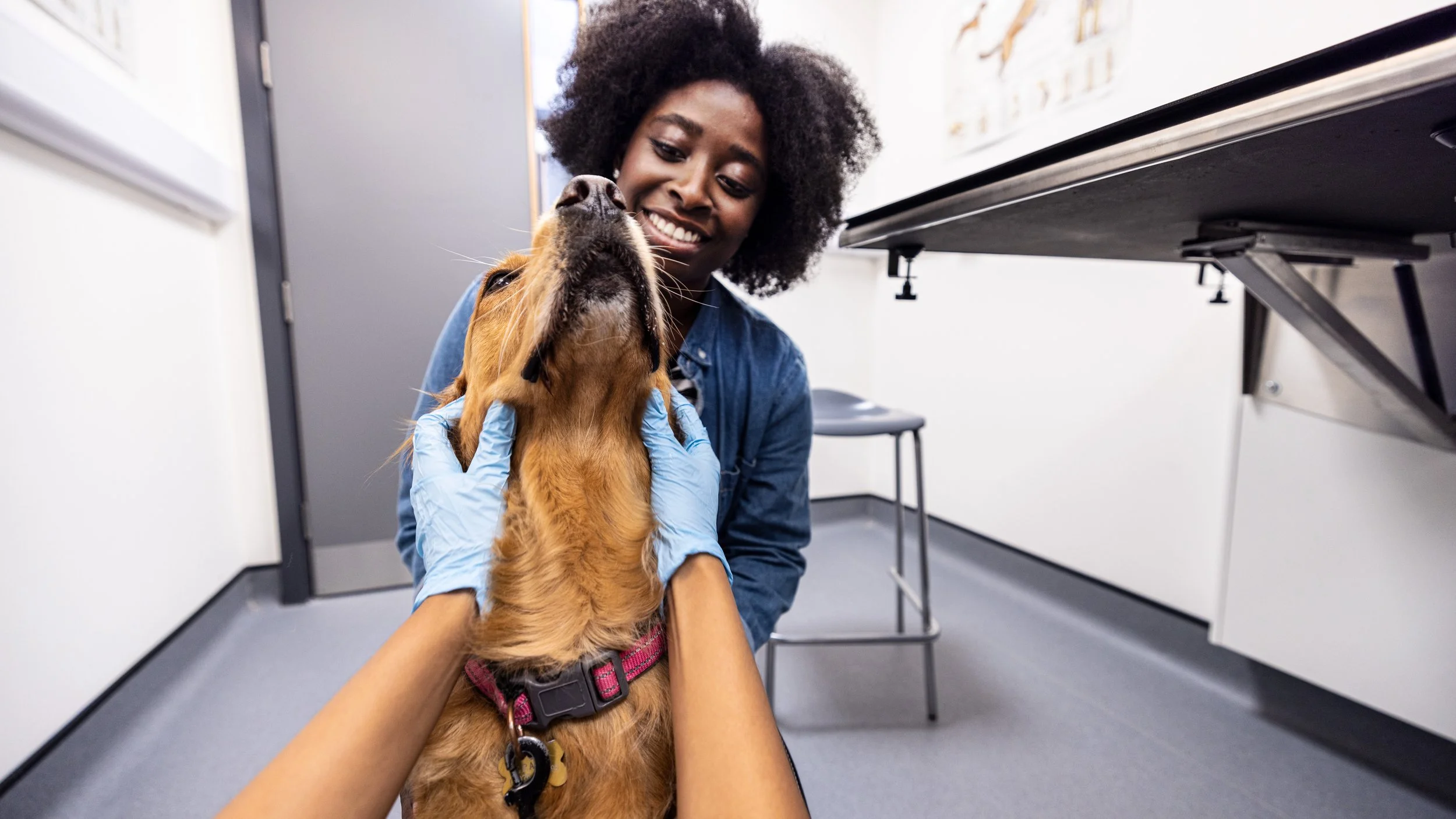 2.3_Consult Room_Dogs_Edit_2141.jpg