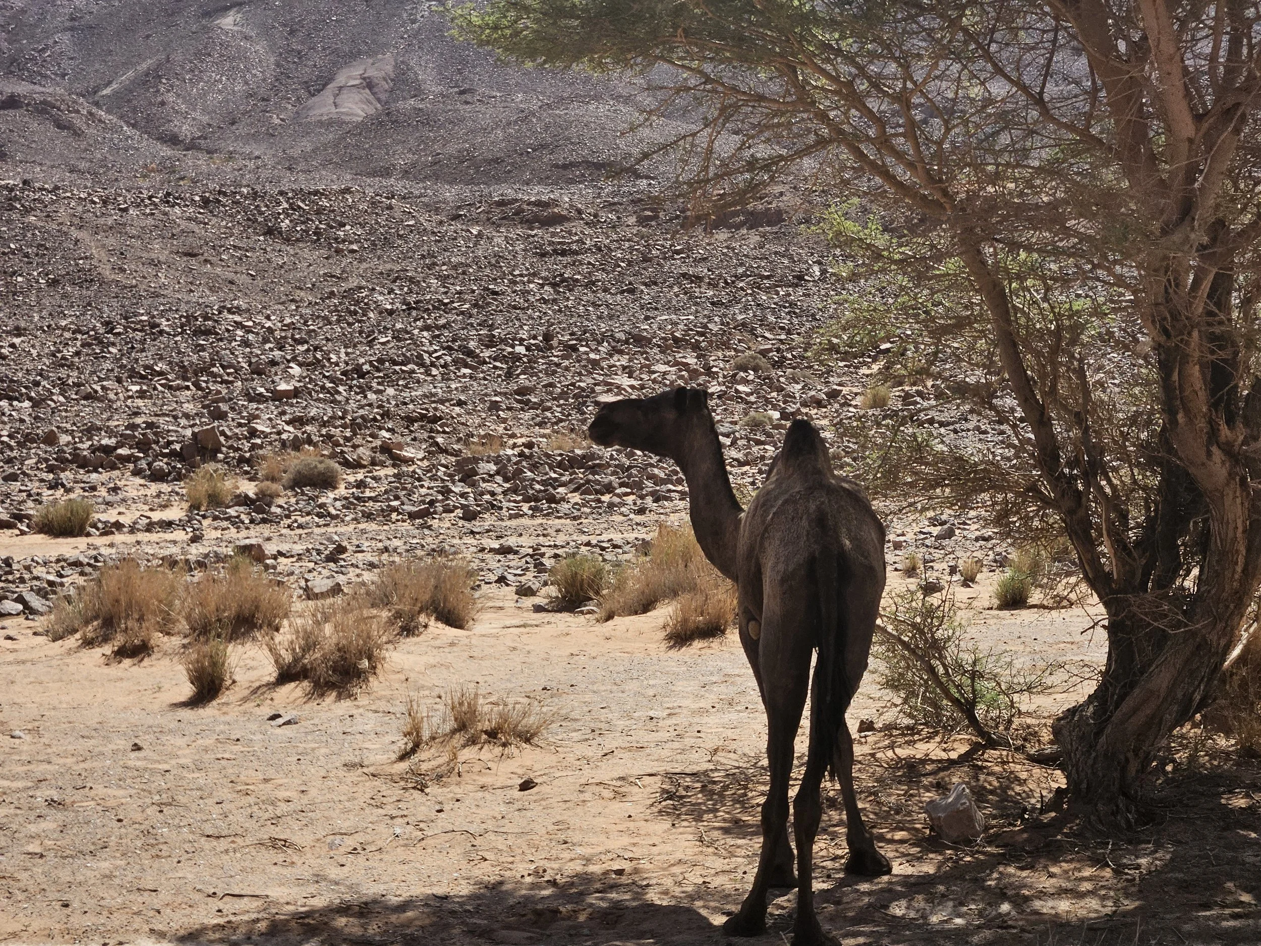 dromadaire maroc .jpg