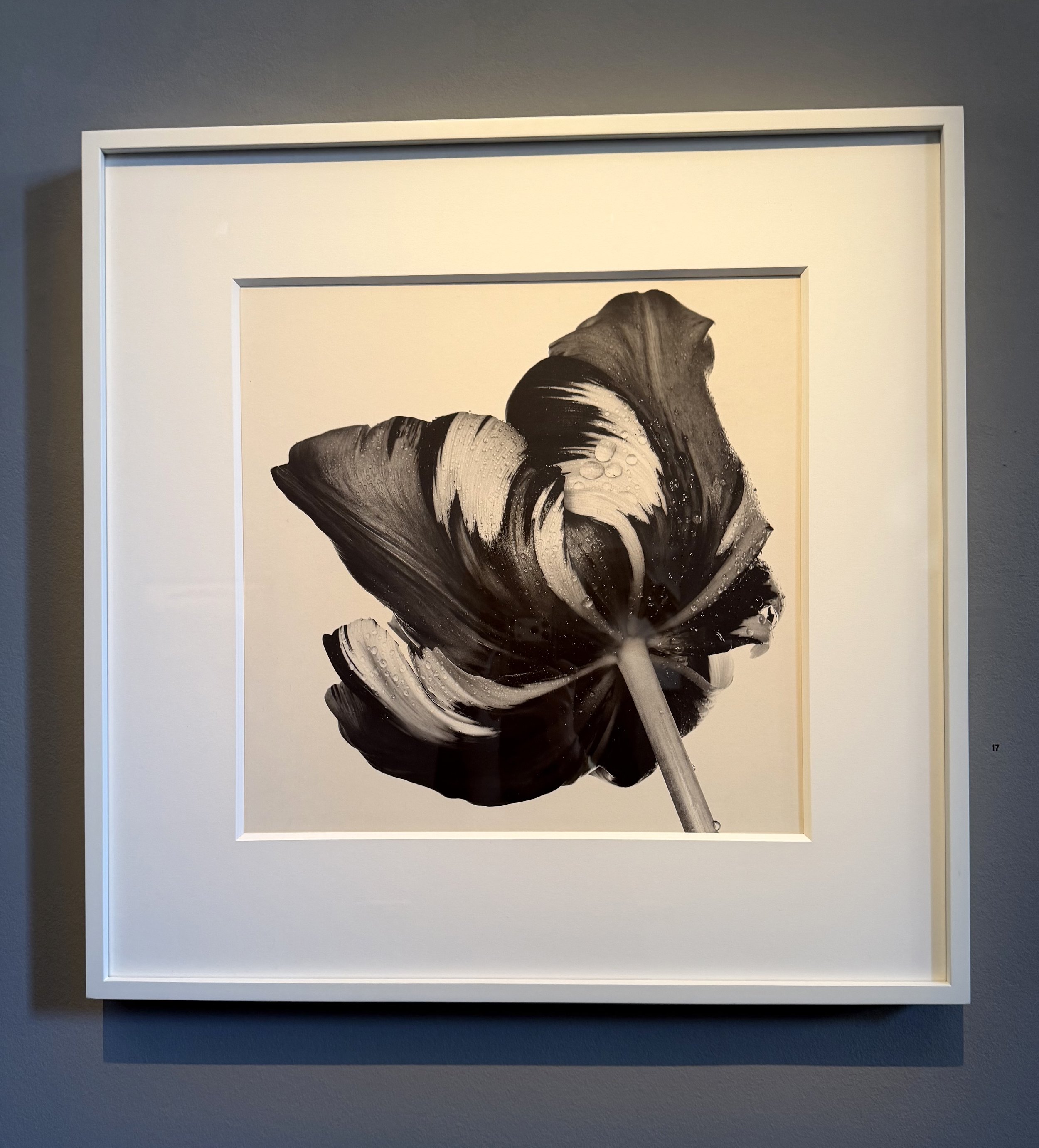 Seeing Up Close at Hamiltons Gallery