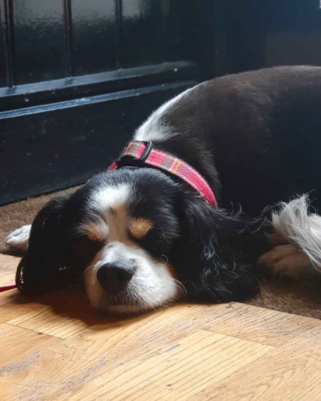 Snoozing our way into the week after a crazy sunny weekend 🌞🐶 a hugge thank you to everyone who joined us, and fingers crossed for more of the same this week! 

#brunch #brunchglasgow #glasgowfood #glasgowcafe #glasgowbakery #singlend #breakfast #b