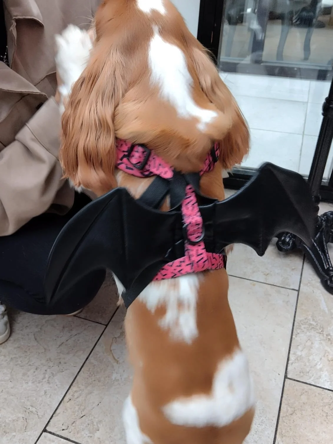 Spotted at MC: our fur-regular serving looks πΆππ¦πΎβ¨