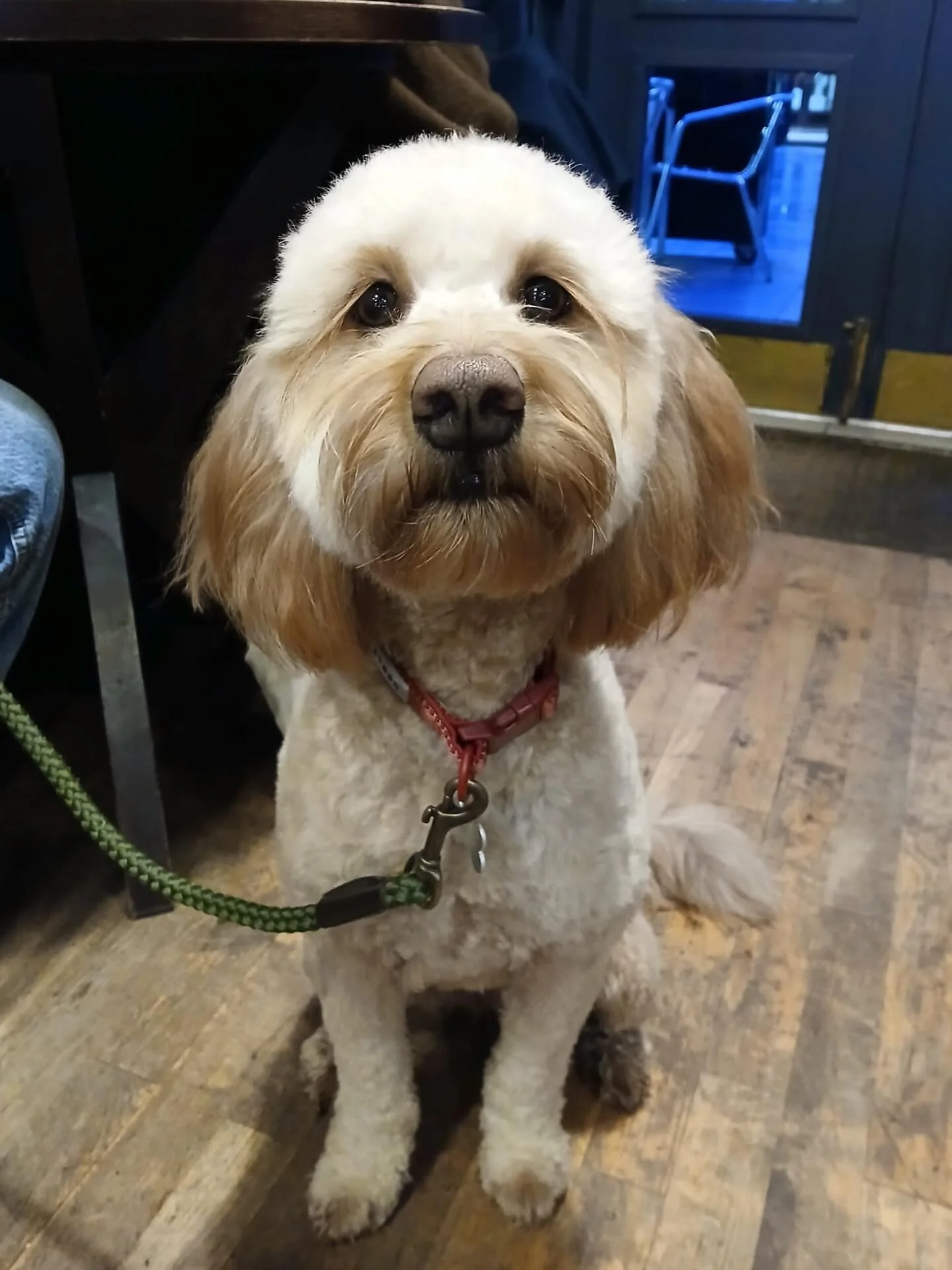 Just some of 2026&rsquo;s cutest customers (so far) 🦮🐕&zwj;🦺

and your monthly reminder that we&rsquo;re dog friendly!