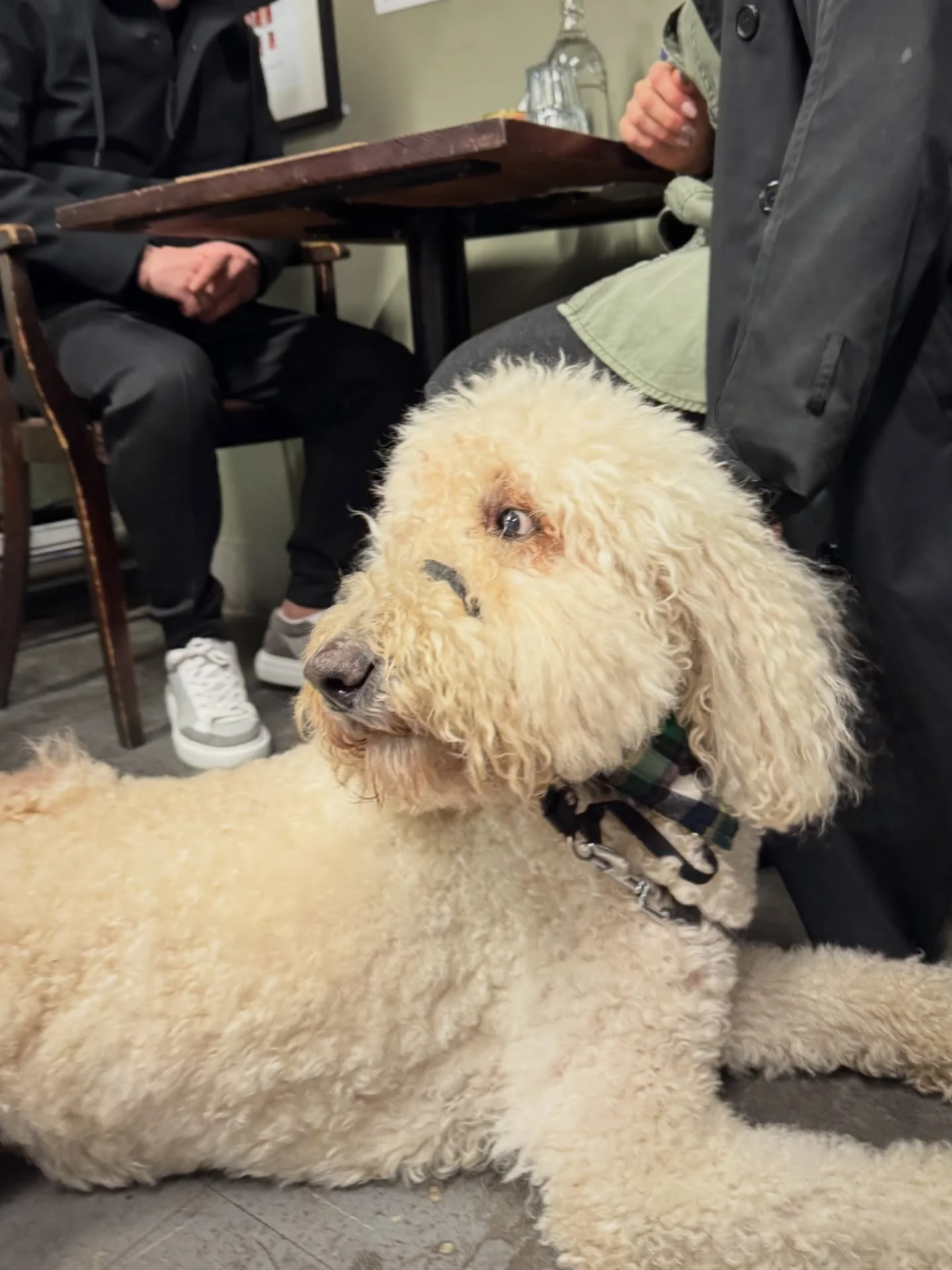 WHO LET THE DAWGS OUTTT!? 👀🐾
..oh wait it was us 🤭 

And as always, your furry pals are invited at both venues - so PAWS what you&rsquo;re doing and grab brunch! 🐩🐕

Open 9-5 daily for sit-in and takeaway.