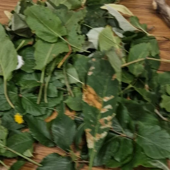 A snap shot of Nature-Inspired AI Creatures with @sarawoodnaturalbalance Kids Camps!!! 🌿🤖 The kids started the day collecting treasures from nature, then jumped into the world of animation with AI and Stop Motion! 🎬✨ So much fun and creativity! Th