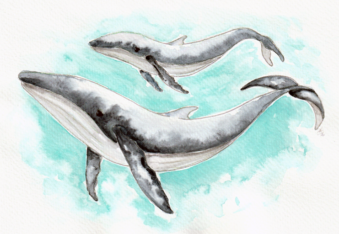 whale.png