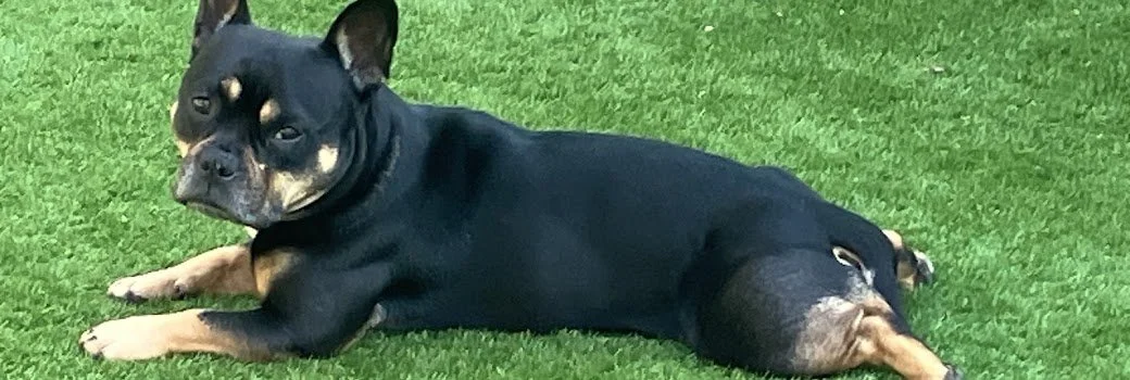 Small black and tan dog lying on green grass