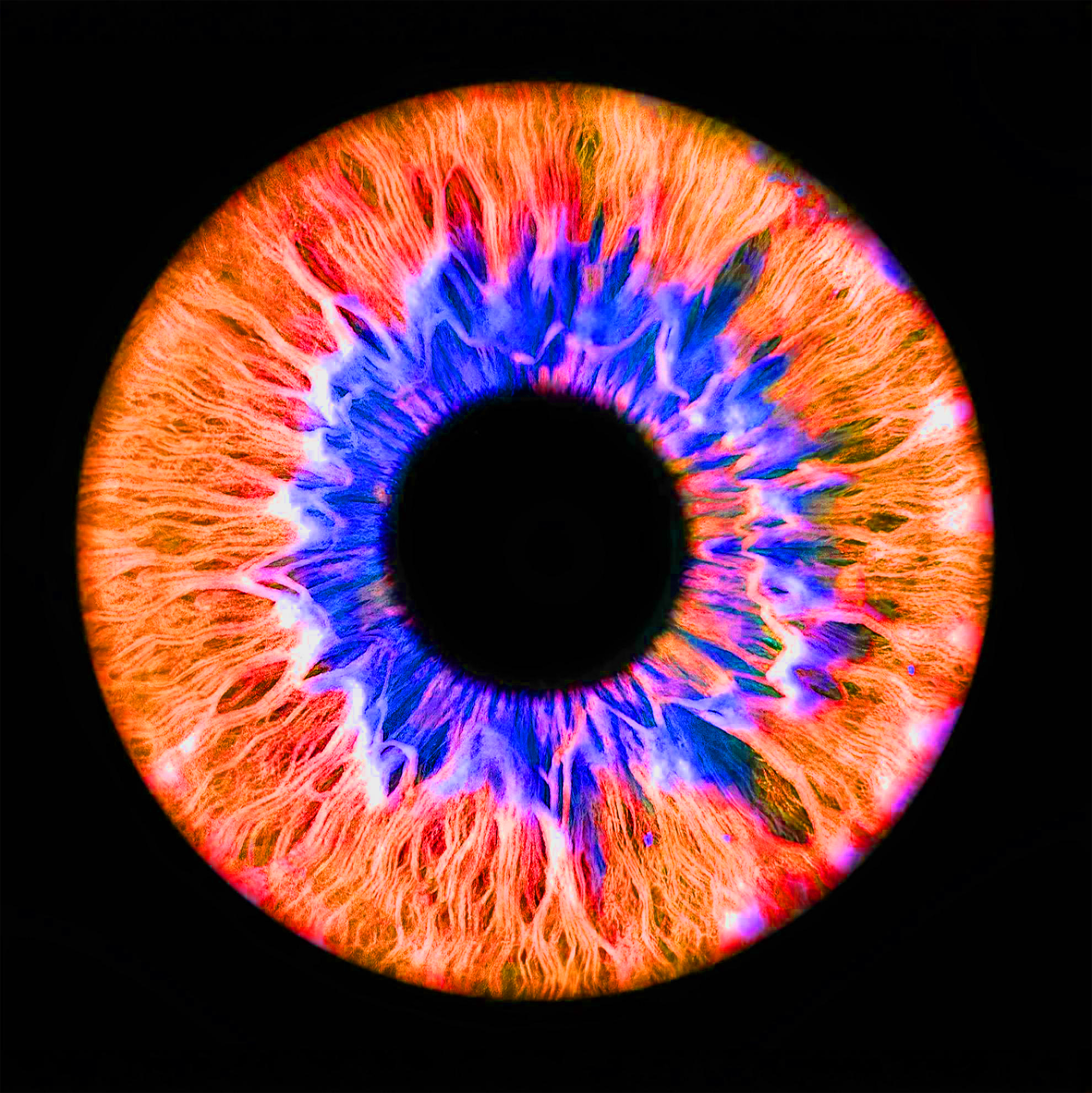 Iris 2.png