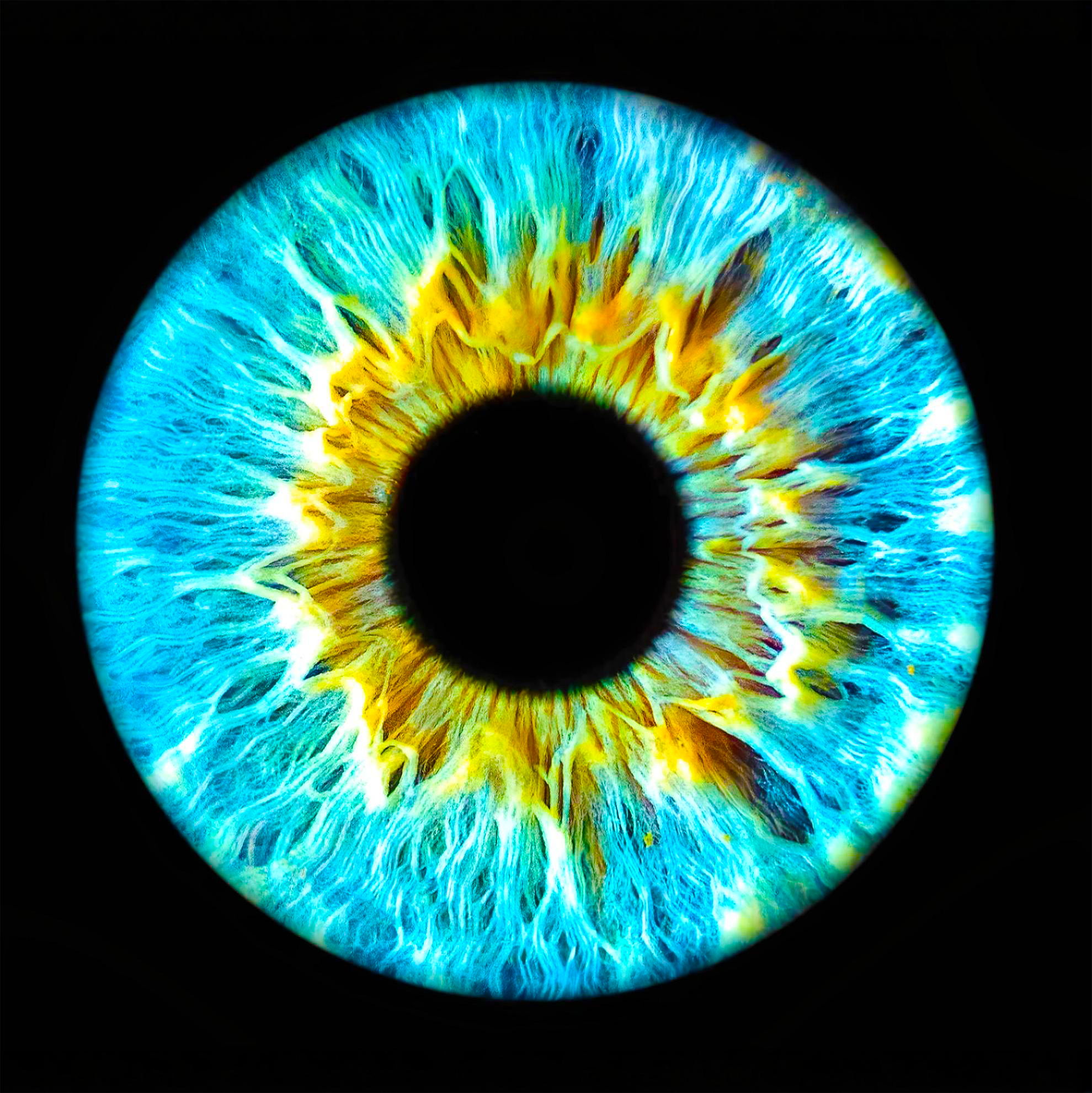 Iris 1..png
