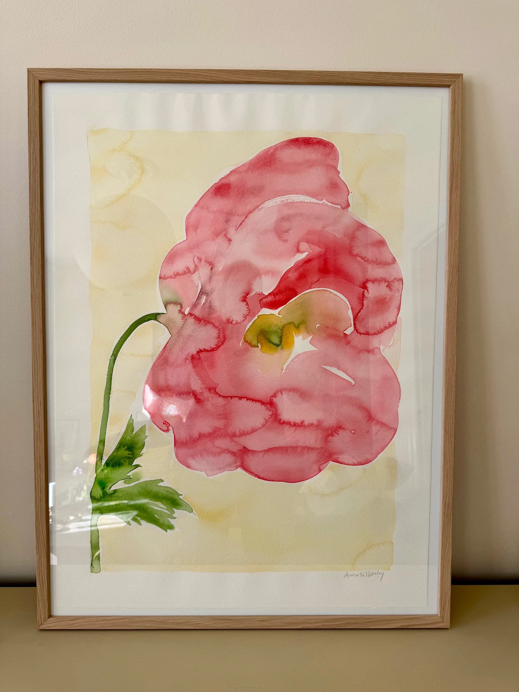 Pink-poppy.jpg