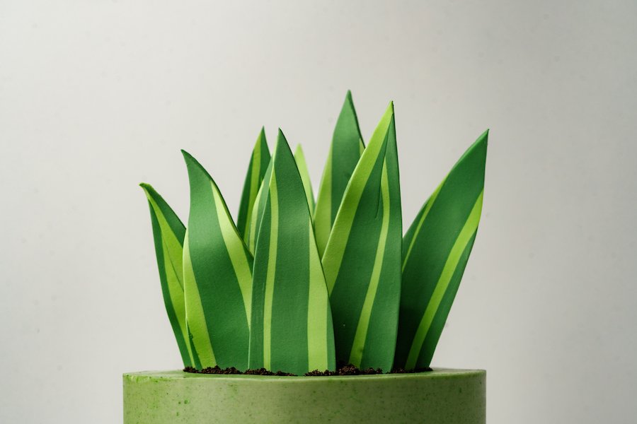 succulent cake ideas - top of the Whole Potta Love cake from ECBG