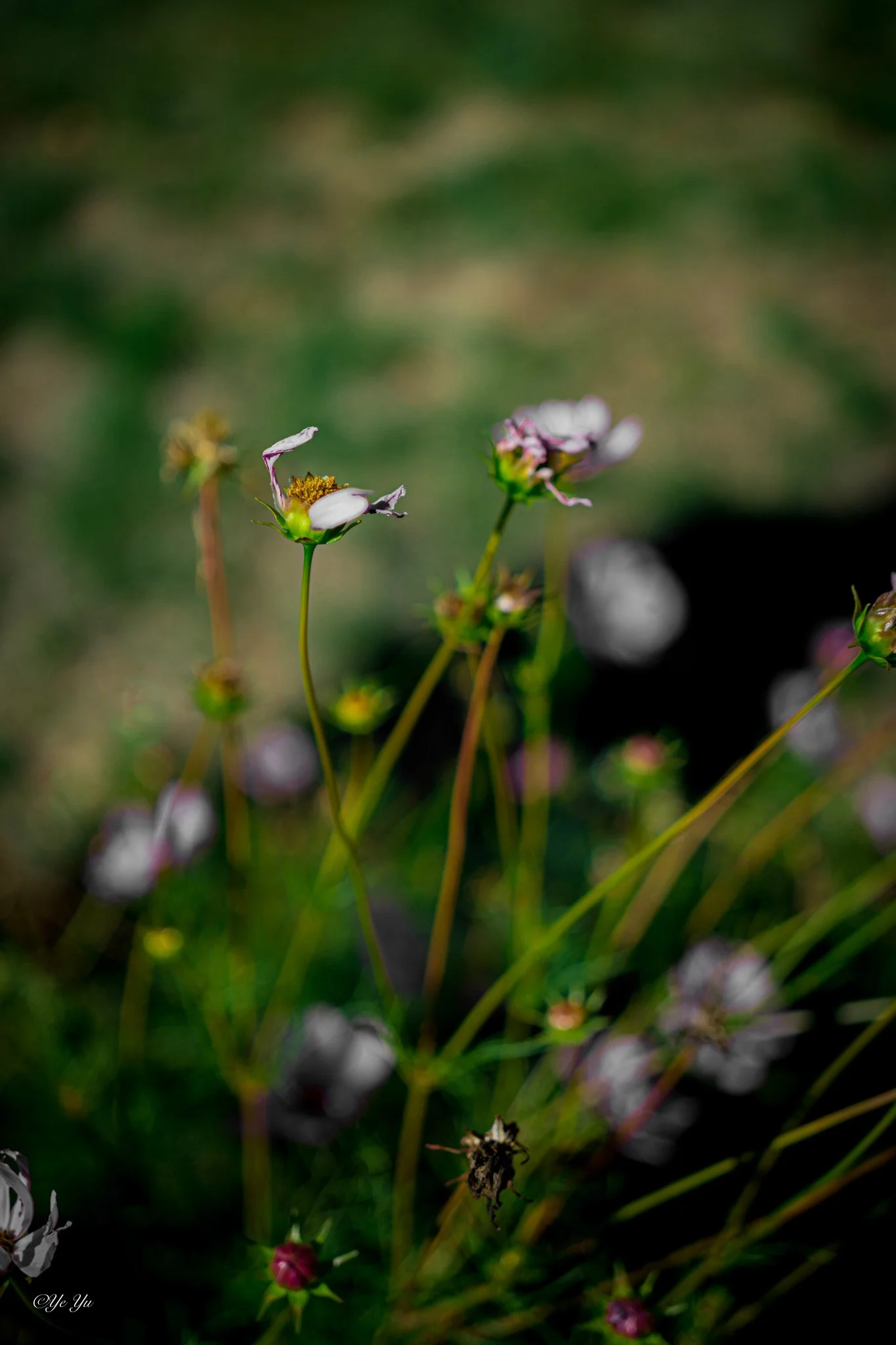 Fading Petals — Small pale flowers rise on thin green stems against softly blurred foliage.