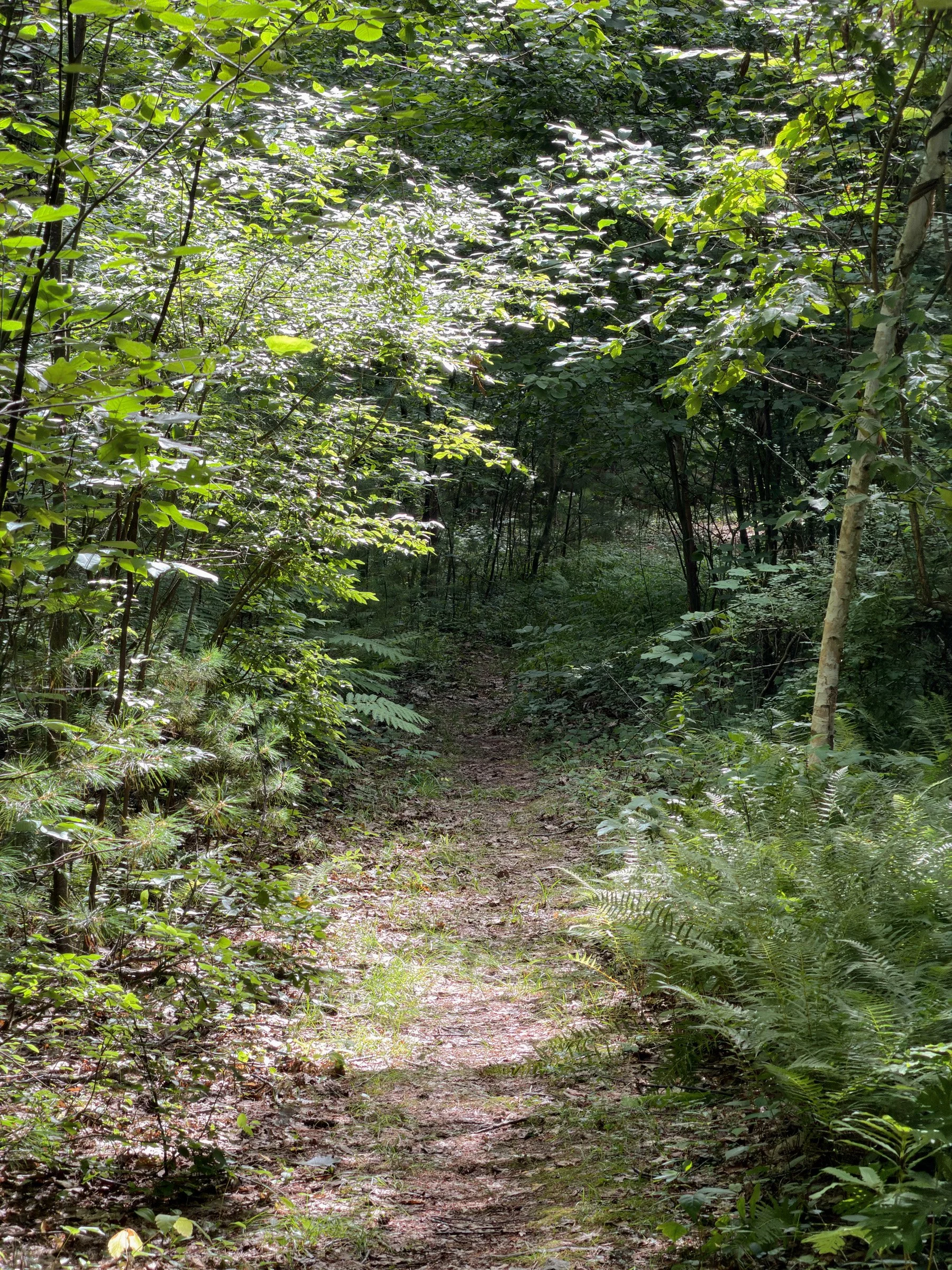 Into the Green — A narrow woodland path winds through ferns and dense green foliage under dappled sunlight.