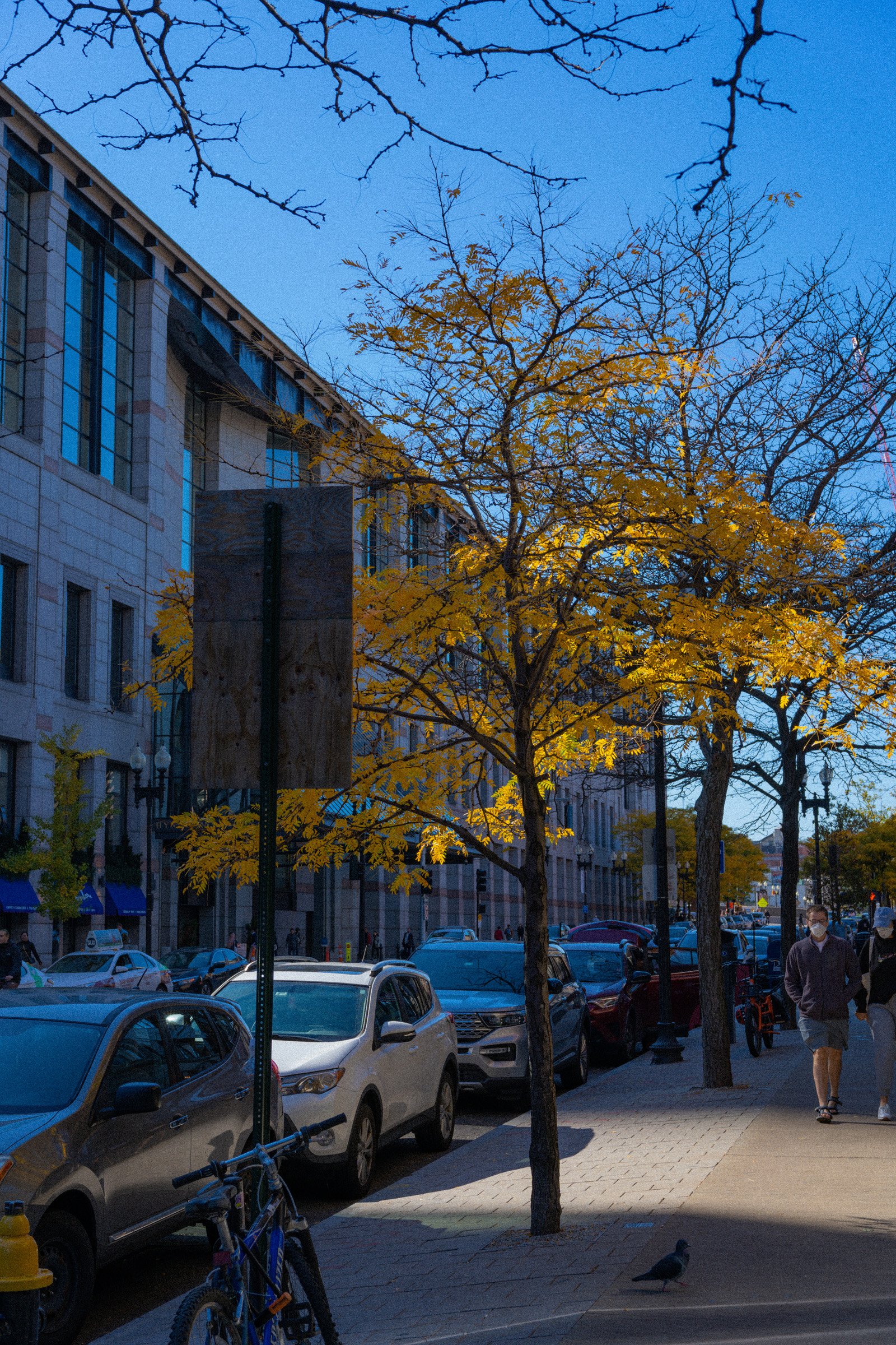 Autumn Light — Golden leaves catch the light above a Boston sidewalk, parked cars, and passing pedestrians.