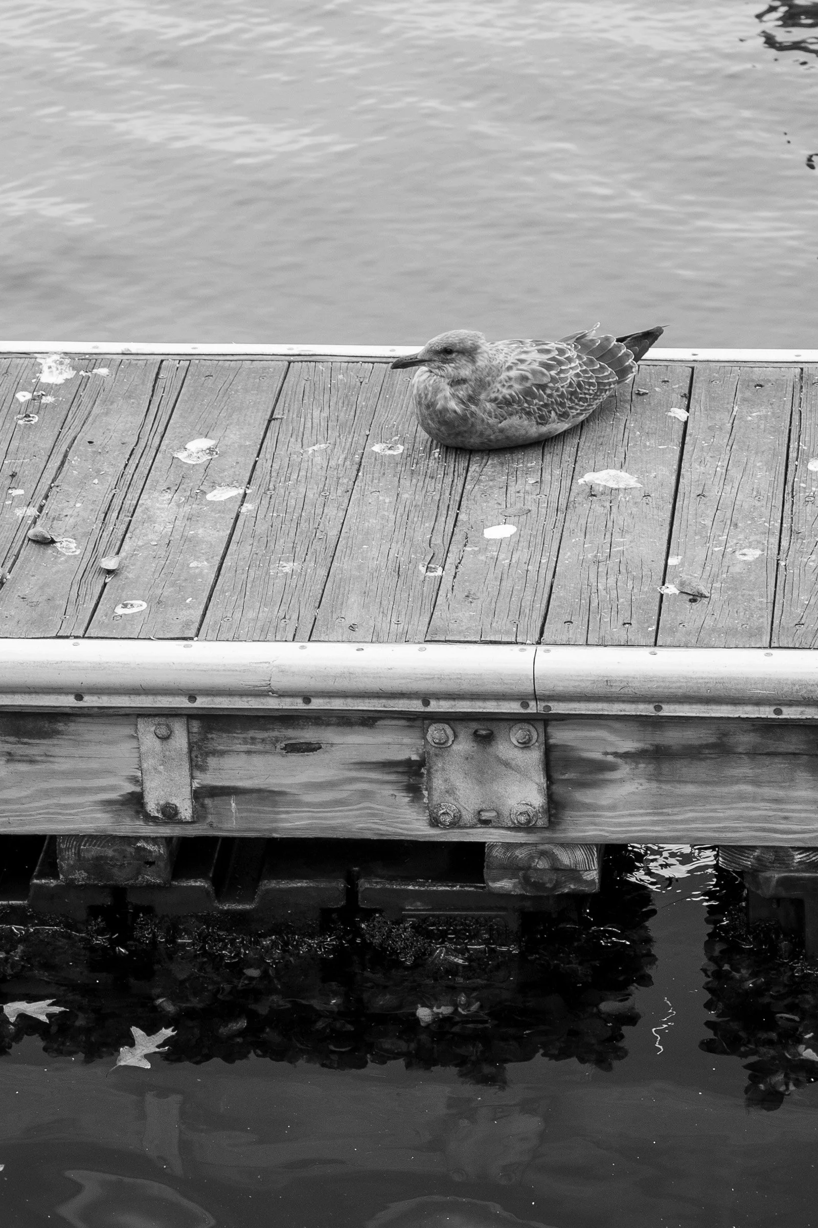 Harbor Pause — A gull rests on a wooden floating dock above dark water in black and white.