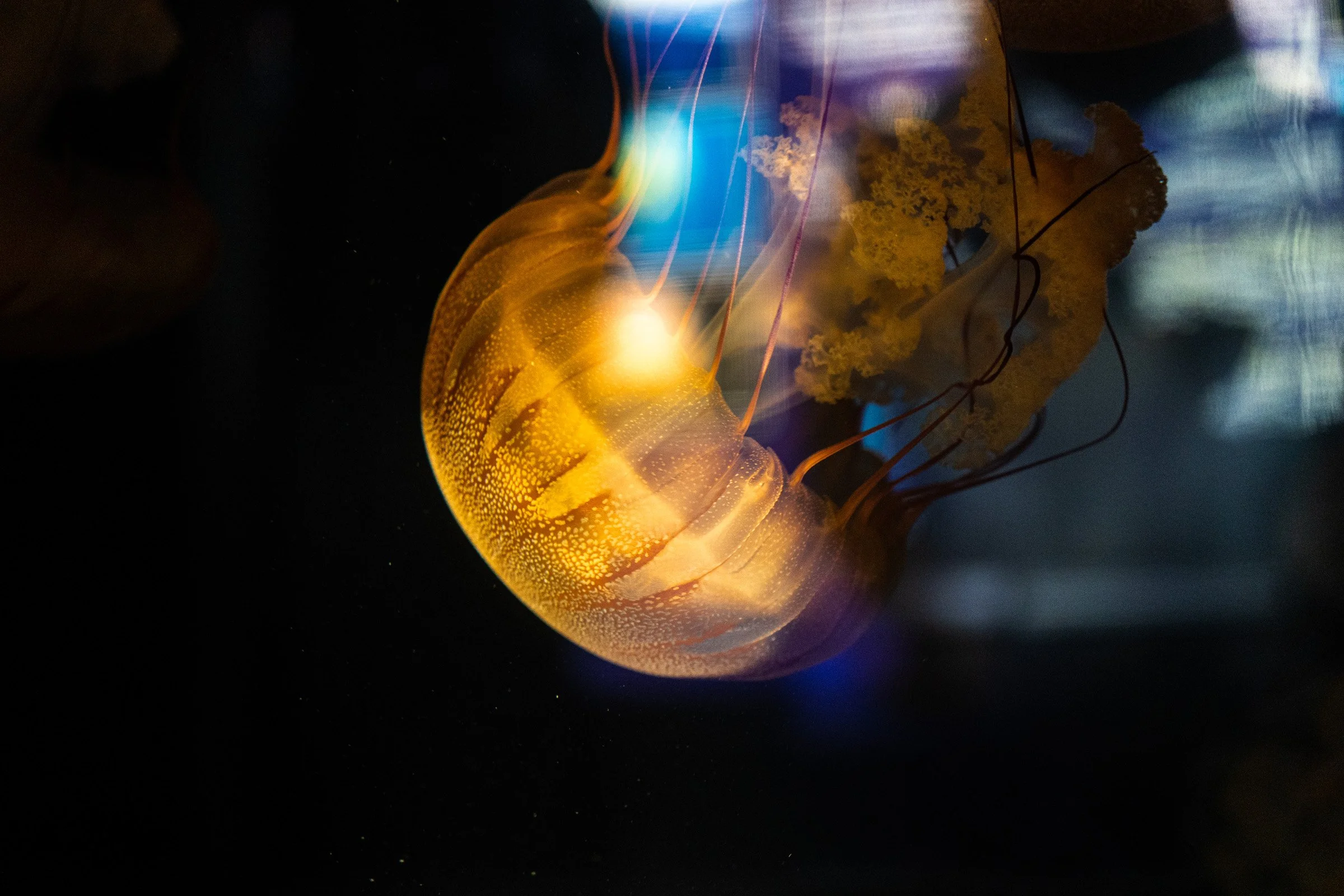 Golden Drift — An amber jellyfish glows against deep blue and black aquarium water.
