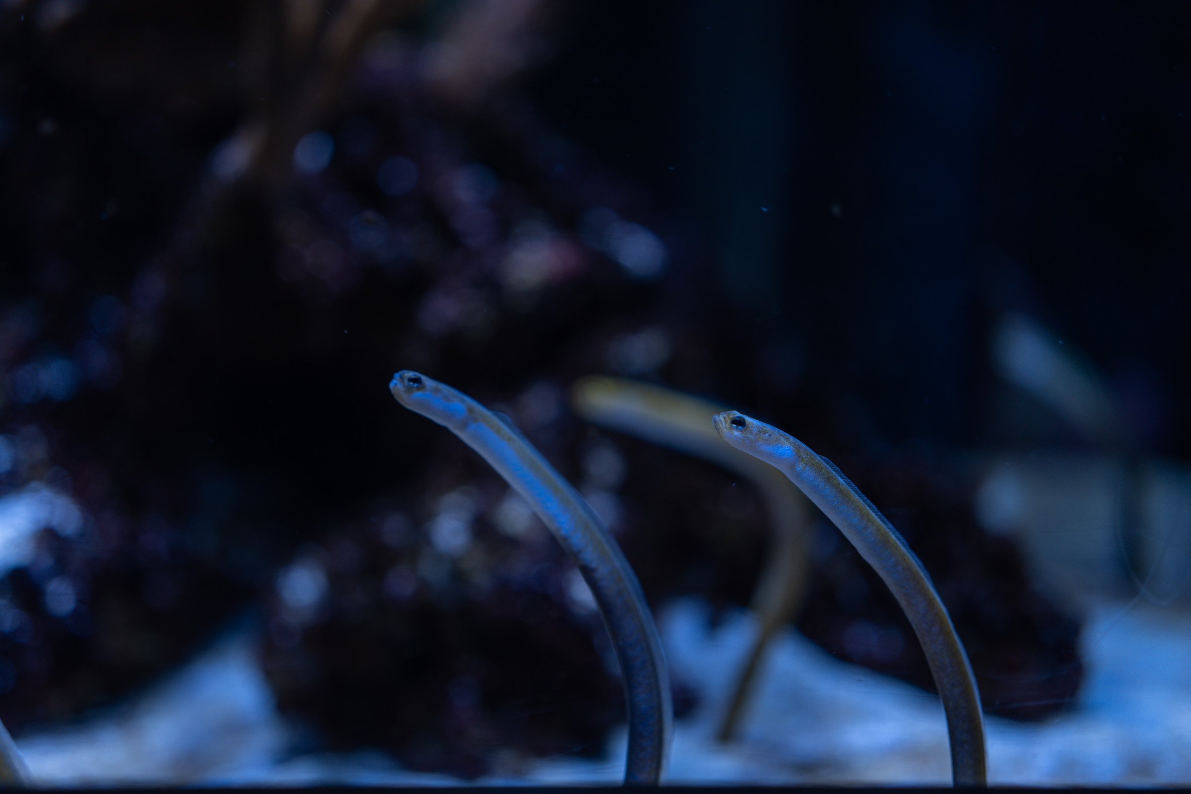 Blue Duet — Two slender garden eels emerge from the sand under blue aquarium light.